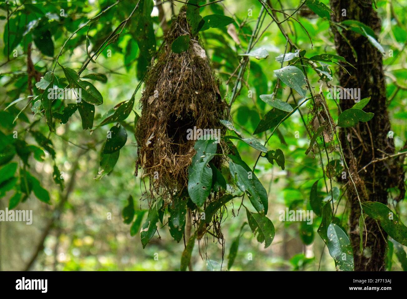 Ein Nest im australischen Busch Stockfoto