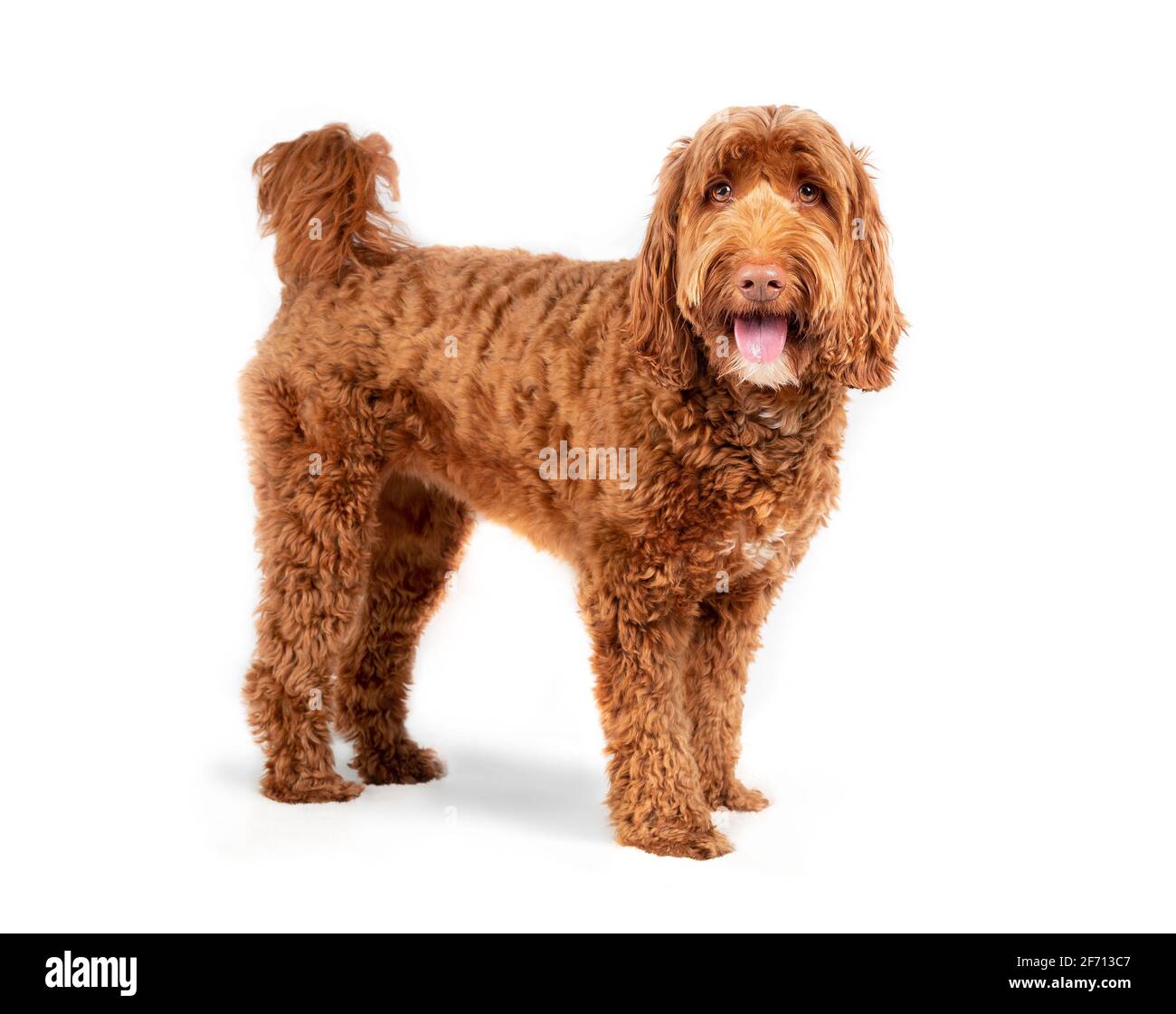 Isolierter Labradoodle-Hund, der seitlich mit offenem Mund und ausgestreckter Zunge steht. Mittelgroße bis große weibliche Erwachsene Hund, der die Kamera anschaut. Glücklicher oder aufgeregter Hund. Stockfoto