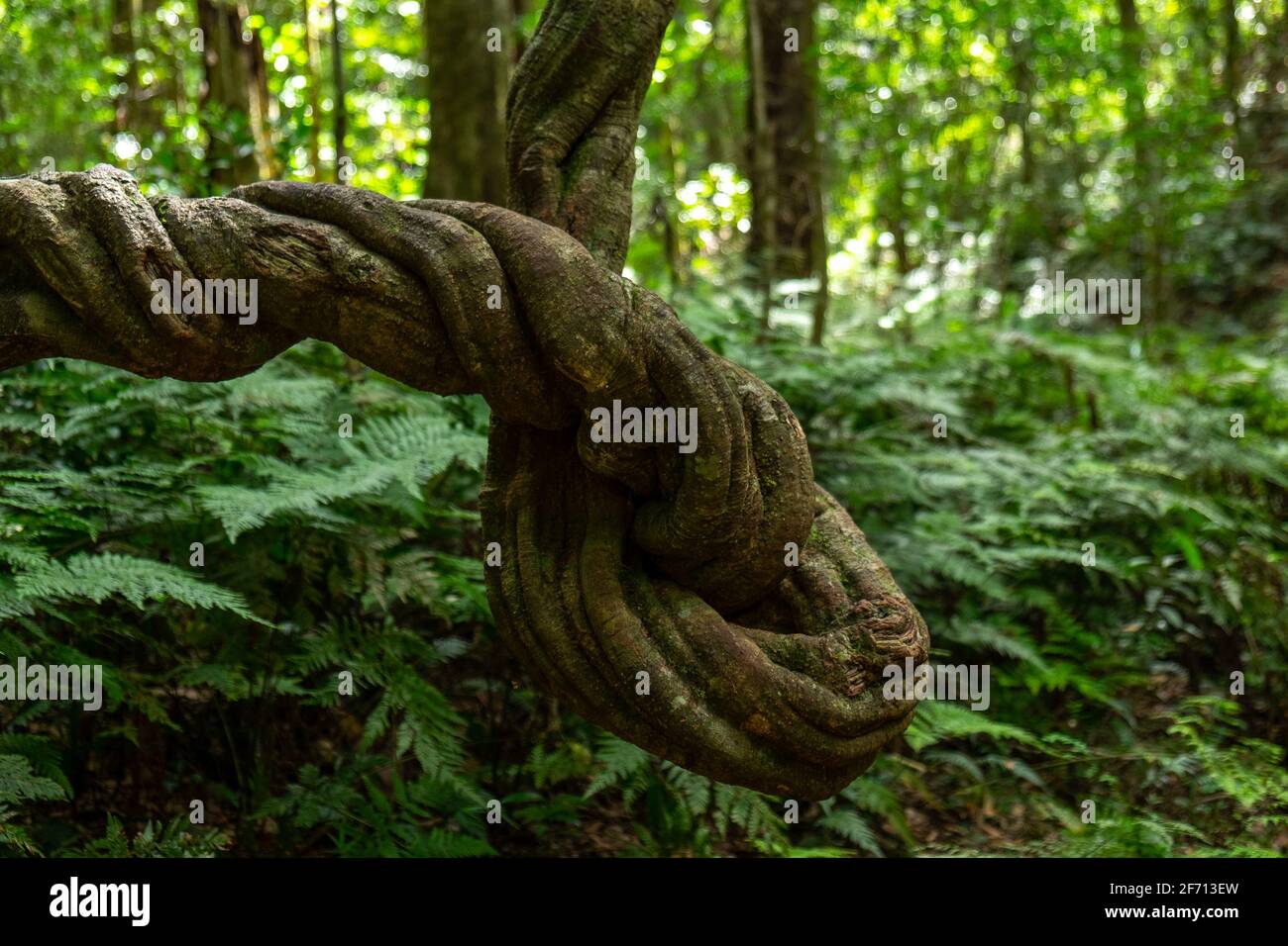 Verdrehte Moosbäume Stockfoto