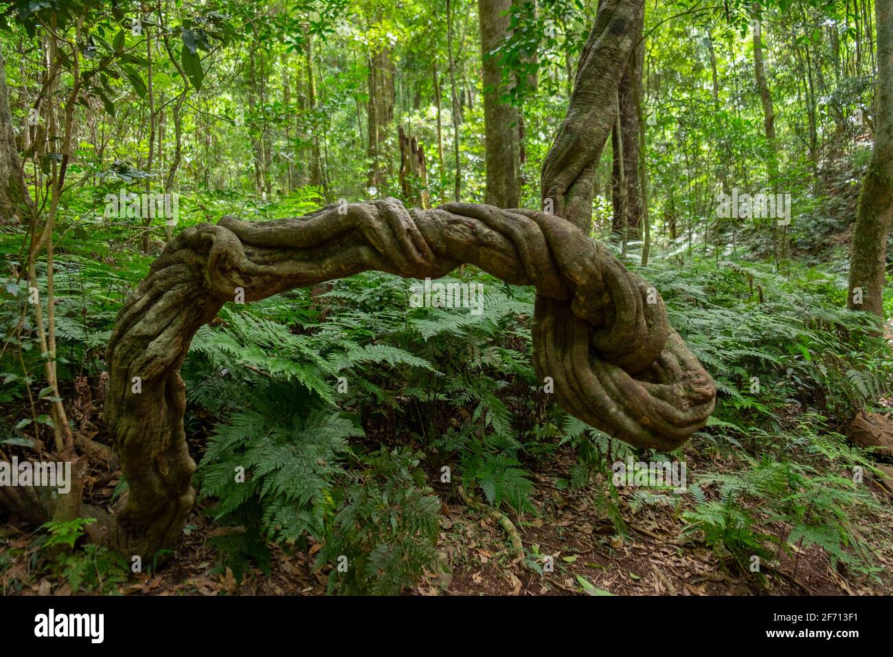 Verdrehte Moosbäume Stockfoto