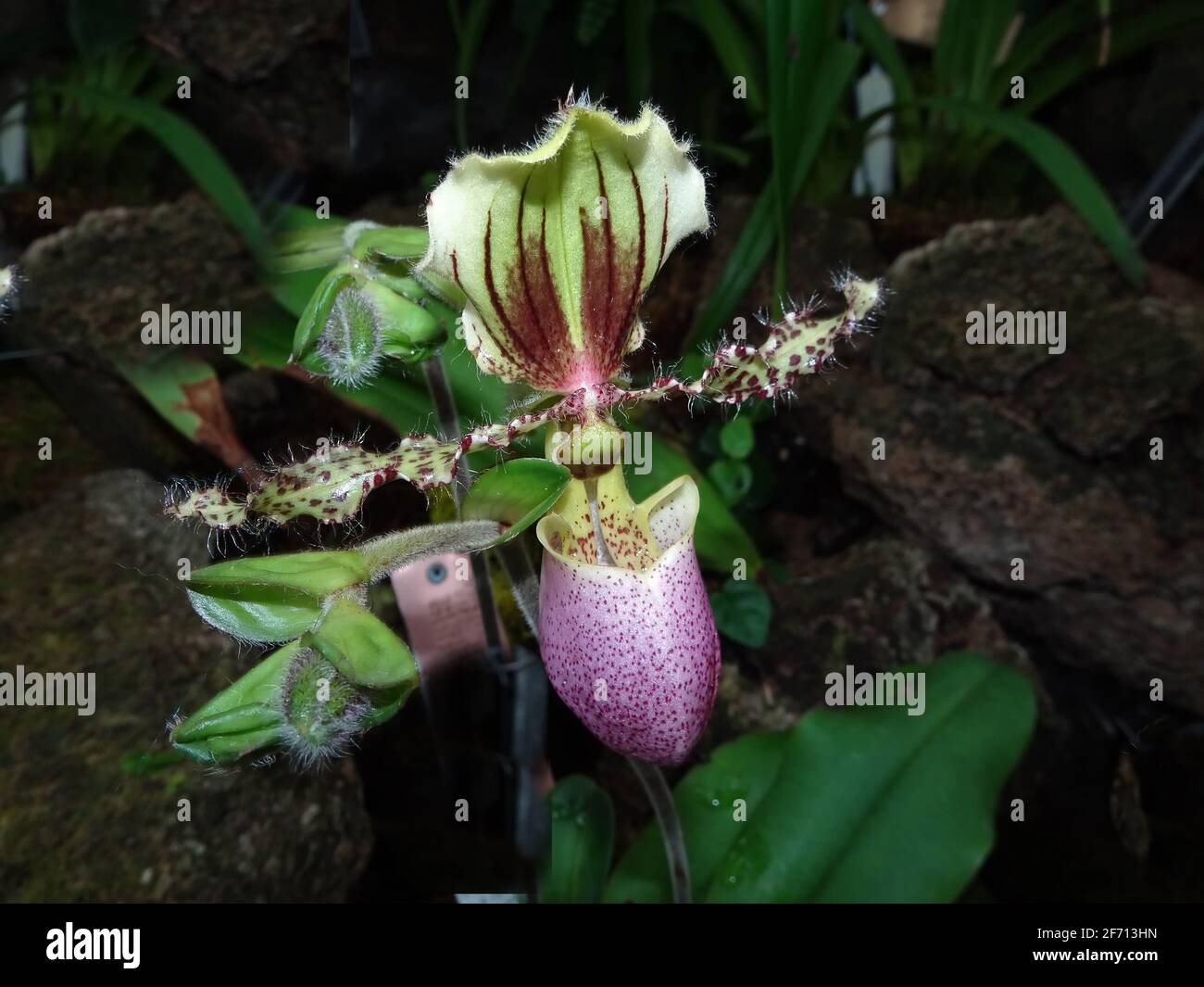 Lila und grüne Lady Slipper Orchidee in voller Blüte Stockfoto