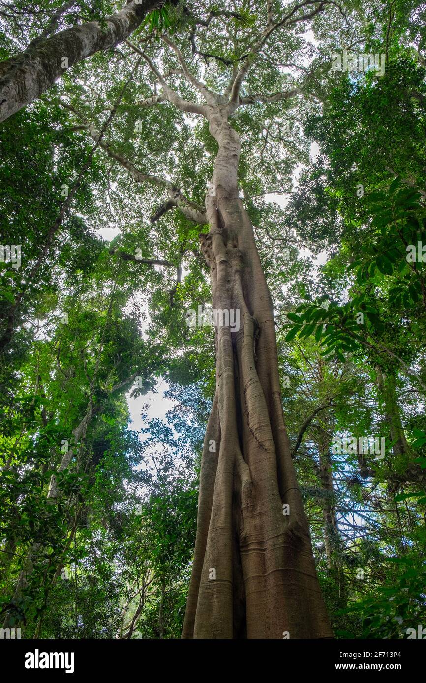 Wanderwege in den Bunya Mountains Stockfoto