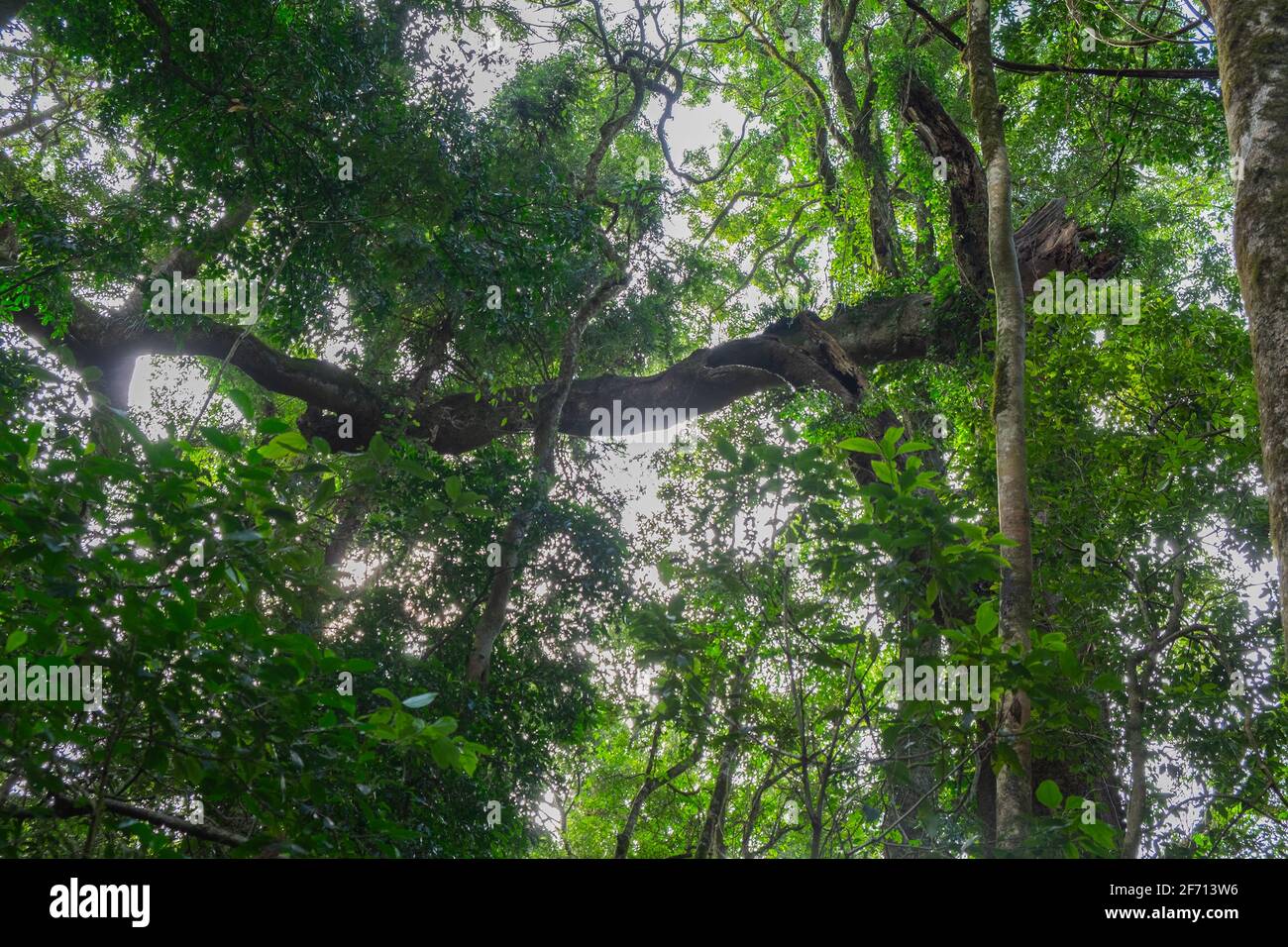 Wanderwege in den Bunya Mountains Stockfoto