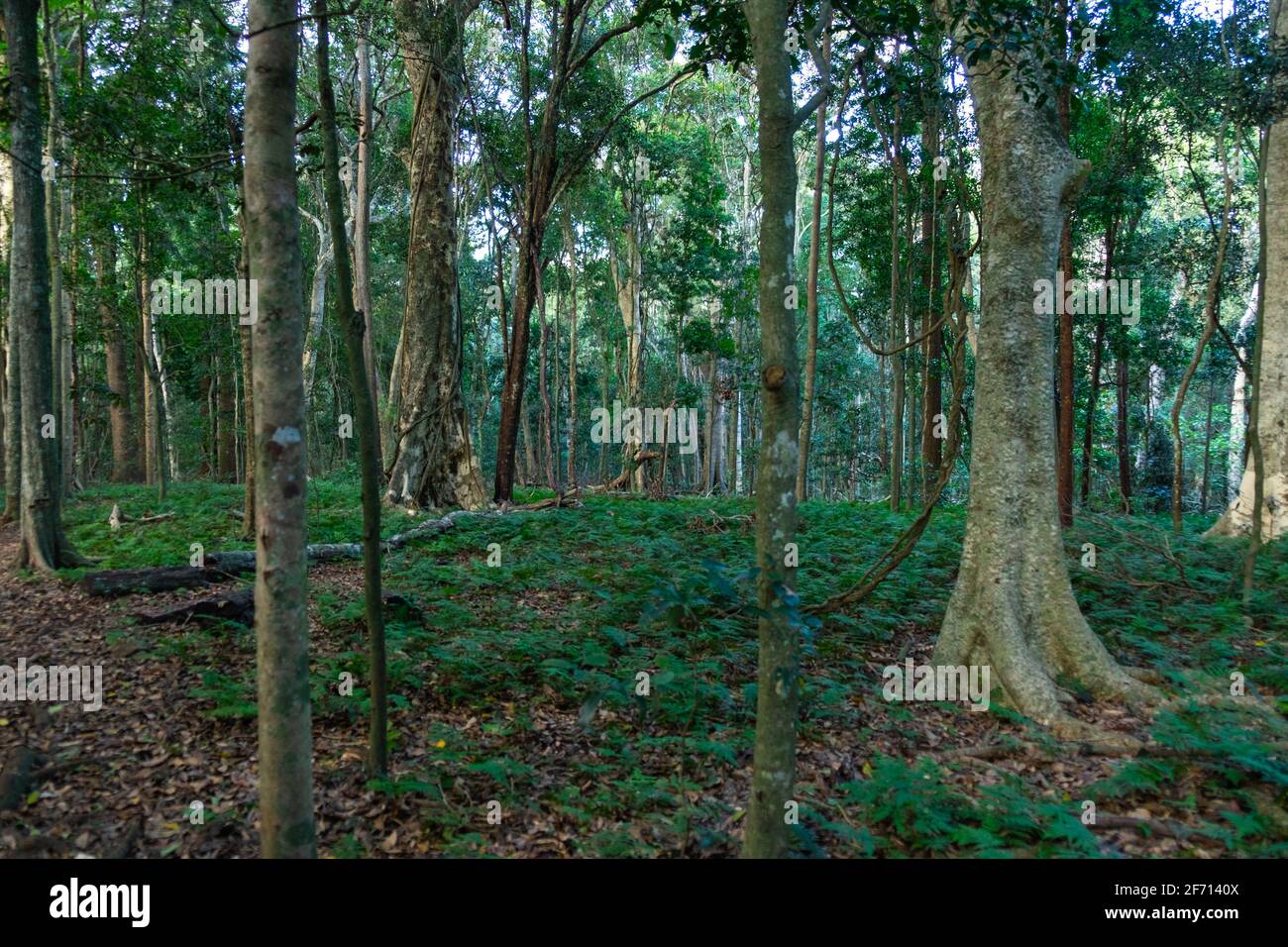 Wanderwege in den Bunya Mountains Stockfoto