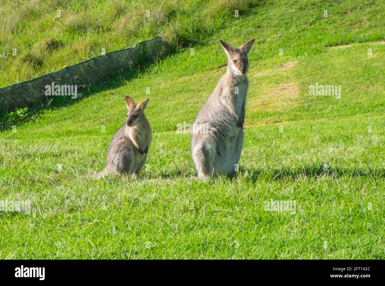 Hüpfende Verrückte Wallabies Stockfoto