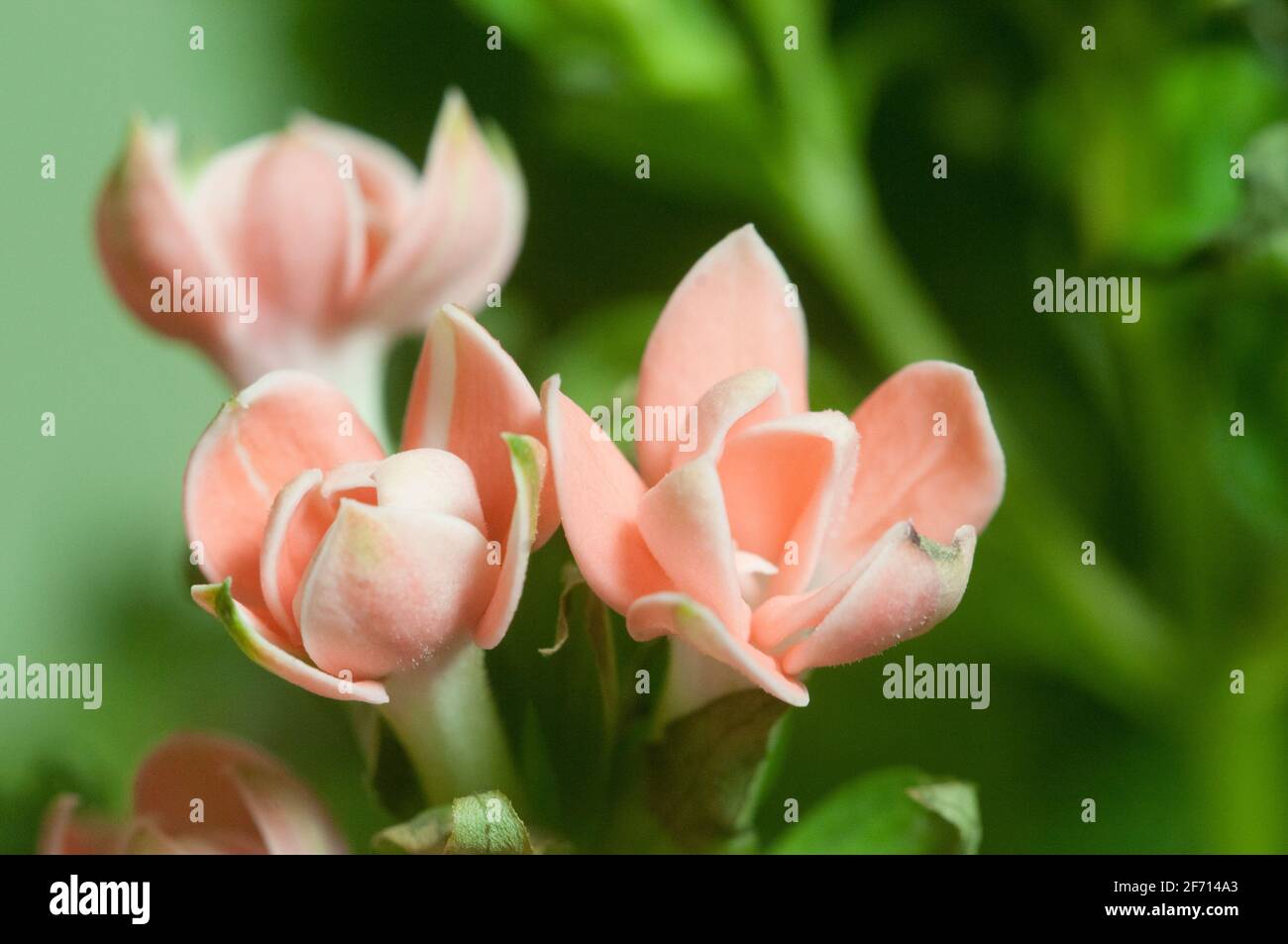Pentas lanceolata Blumen Makro schoss lokalen Fokus Stockfoto