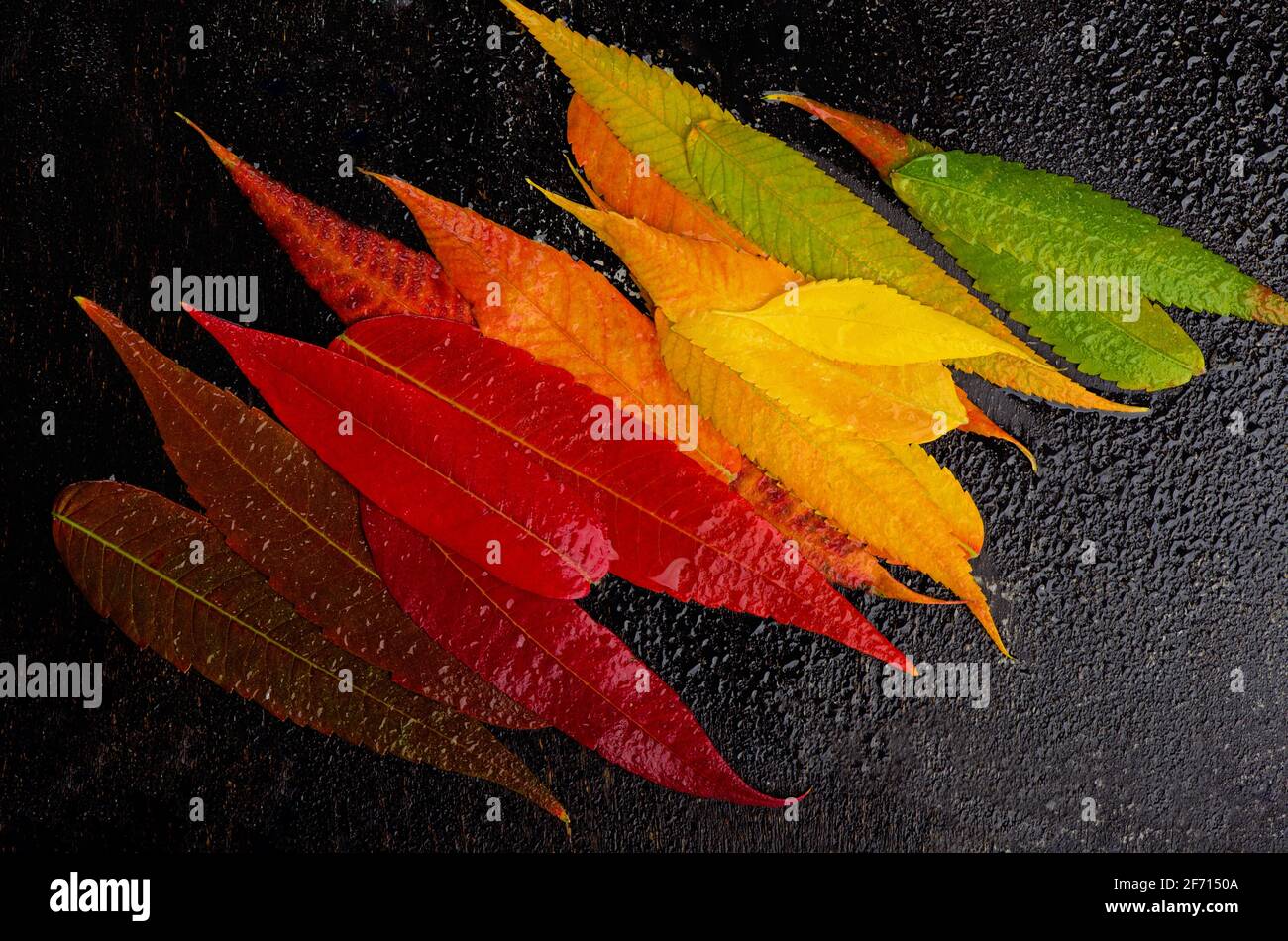 Bunte Herbst Blatt Hintergrund. Herbst Blätter Palette Stockfoto