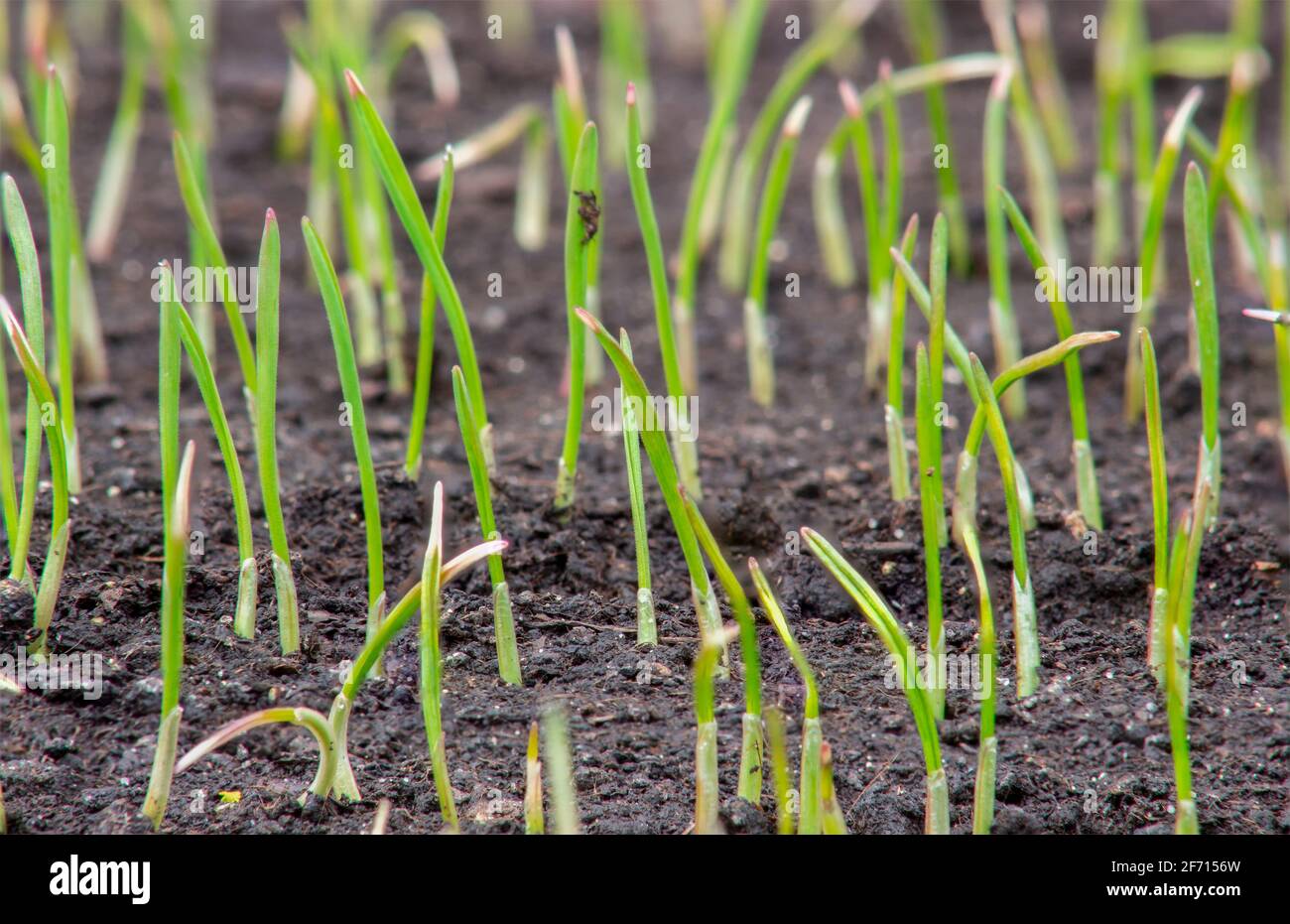 Junge Sprossen aus Weizen, die Getreidepflanzen auf dem Feld anbauen. Stockfoto