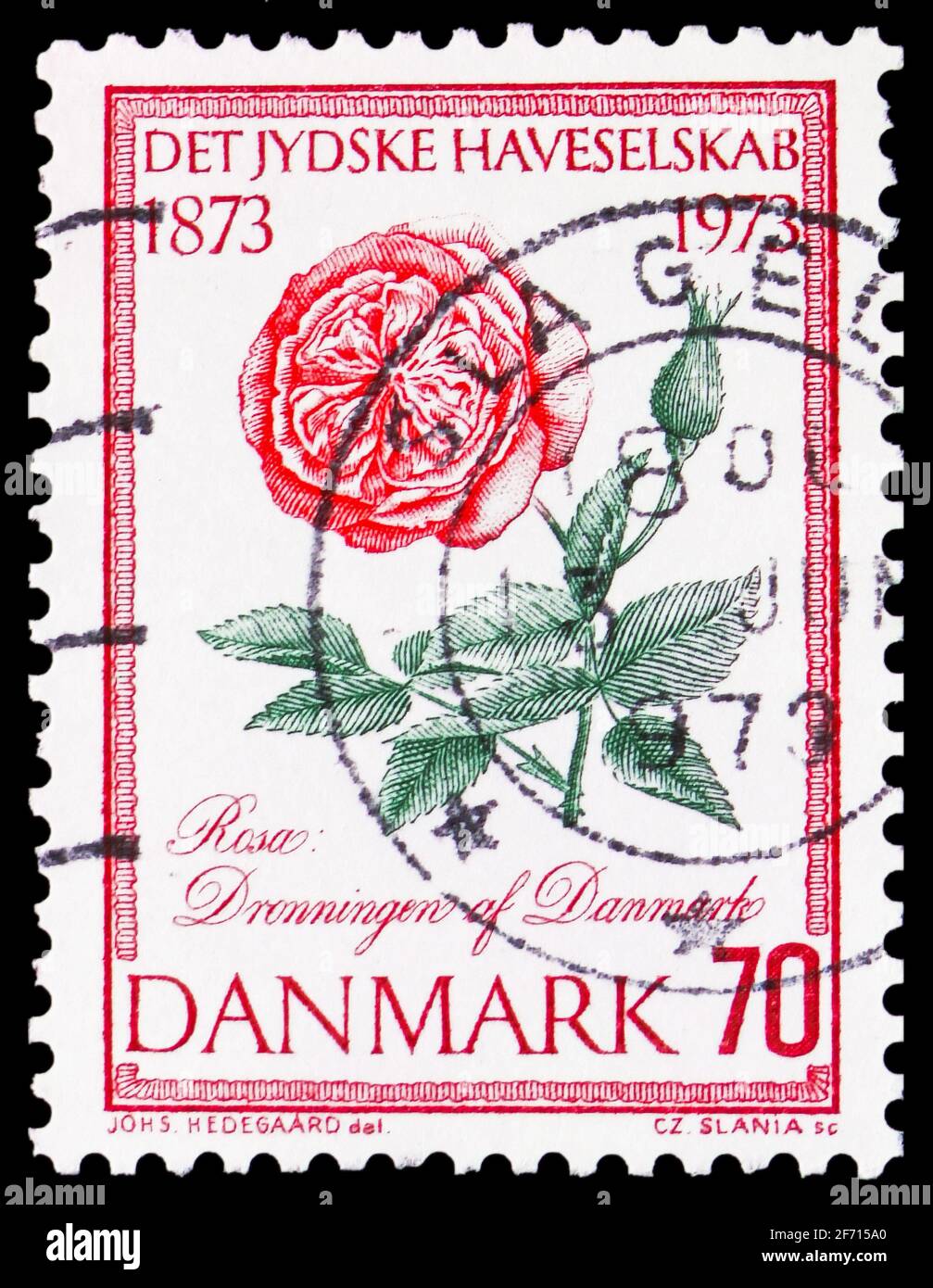 MOSKAU, RUSSLAND - 20. JANUAR 2021: Die in Dänemark gedruckte Briefmarke zeigt die Rose der Königin von Dänemark, Flora Serie, um 1973 Stockfoto