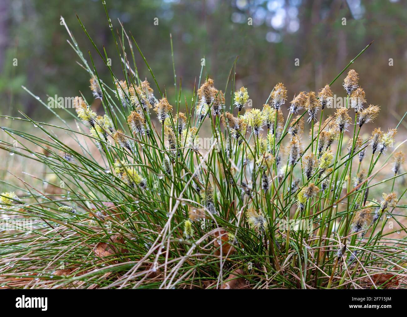 Zwickel Hase-Schwanz Baumwollgrasblume, eriophorum vaginatum im tschechischen Naturschutzgebiet Cervene Blato Stockfoto