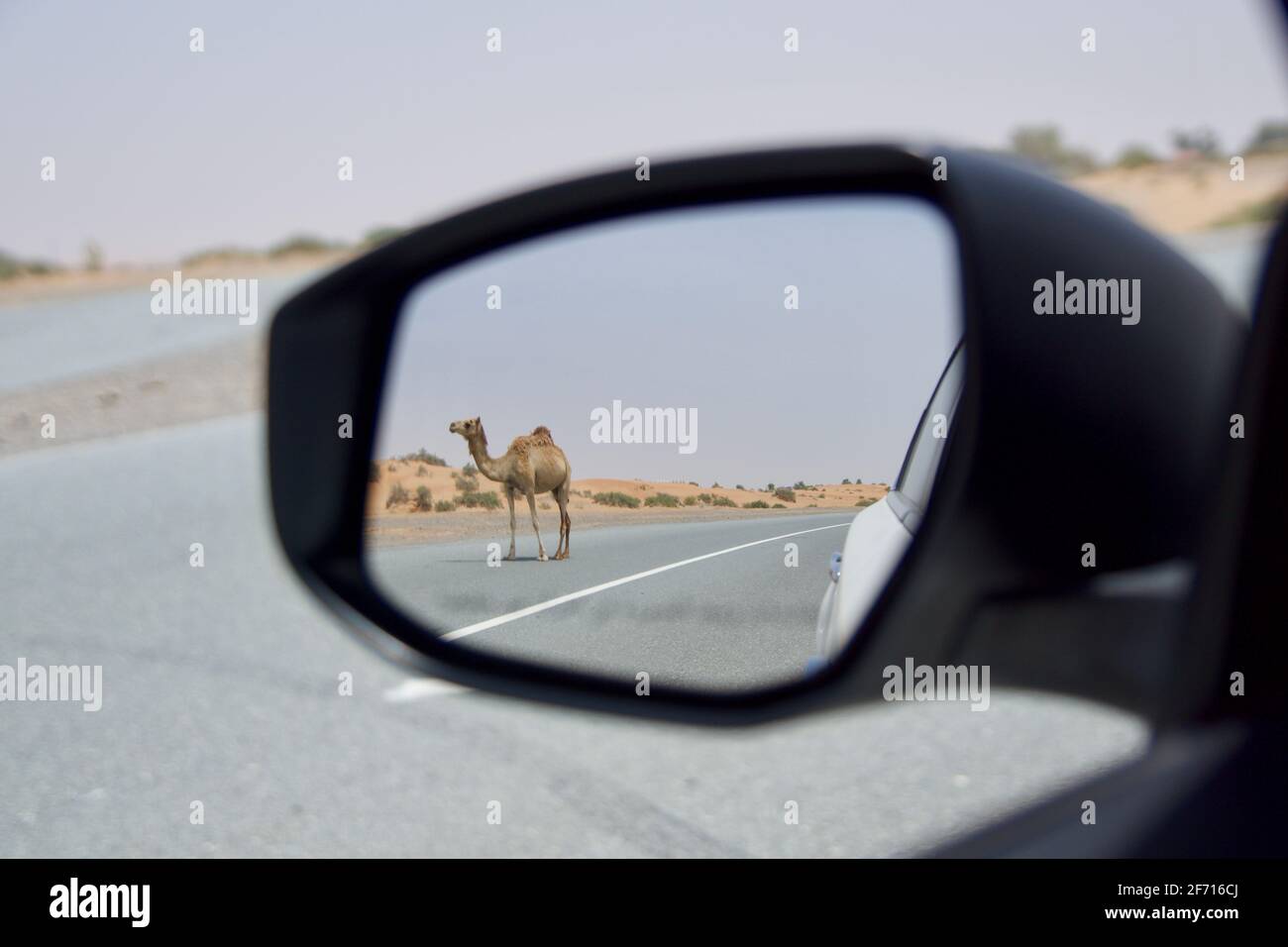 DUBAI, VEREINIGTE ARABISCHE EMIRATE - 16. JUN 2019: Wildes Dromedar oder erwachsenes arabisches Kamel, das mitten in der Wüste die Straße überquert, mit Sanddünen in der Stockfoto