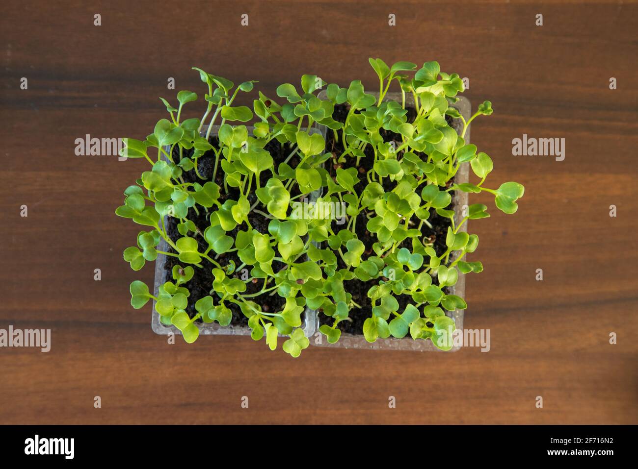 Microgreens groowing in a plastic Container Stockfoto