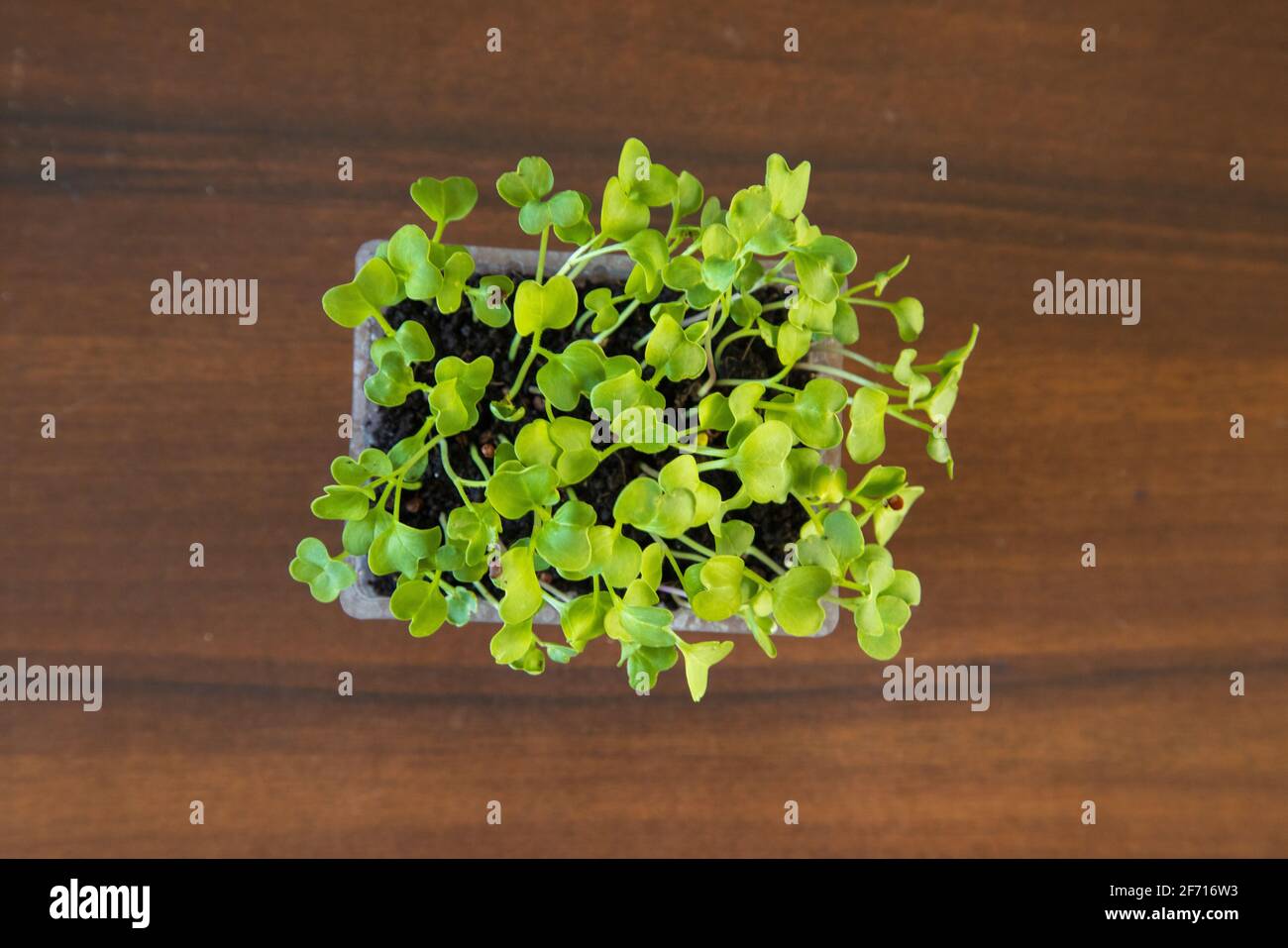 Microgreens groowing in a plastic Container Stockfoto