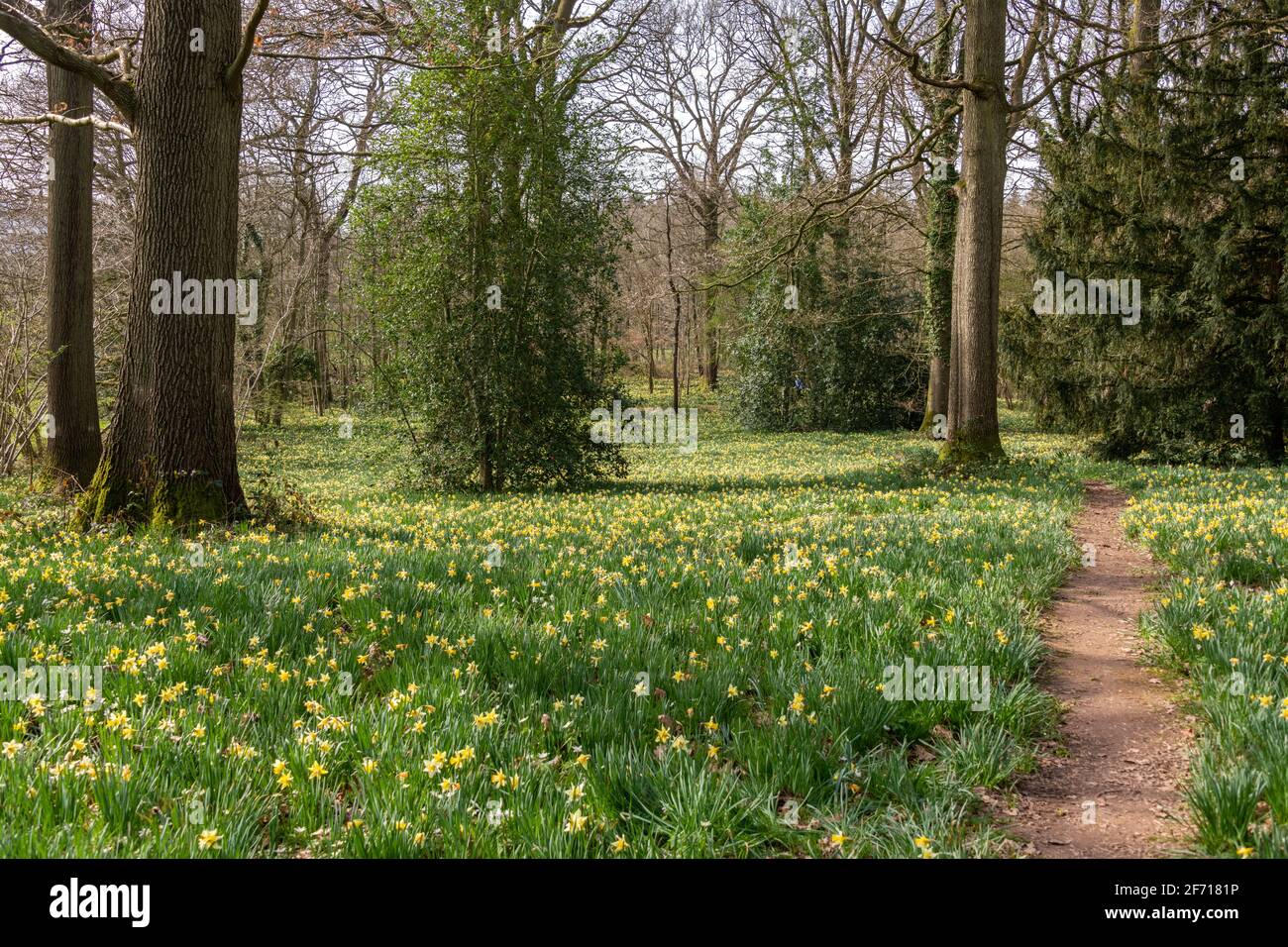 Wild Daffodils in der Nähe des Kempley Daffodil Way Stockfoto