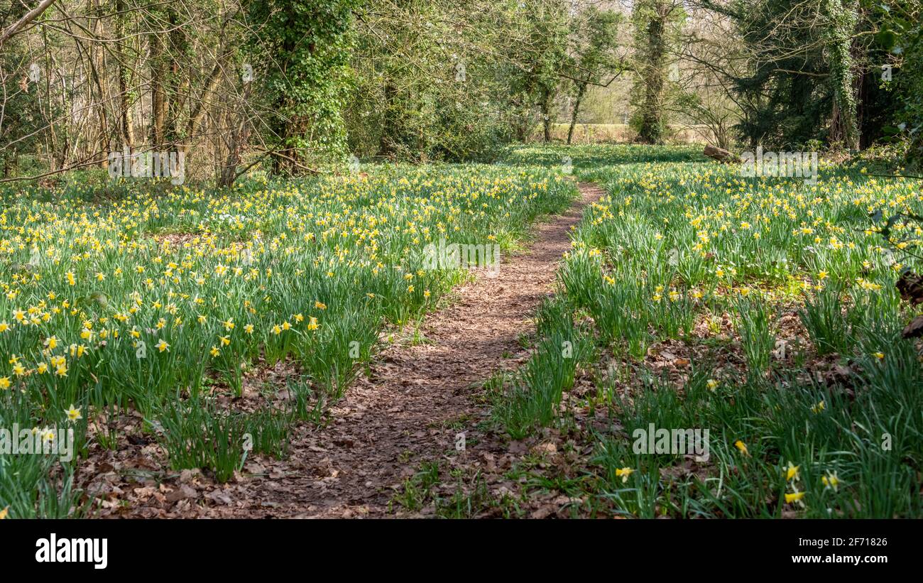 Wild Daffodils in der Nähe des Kempley Daffodil Way Stockfoto