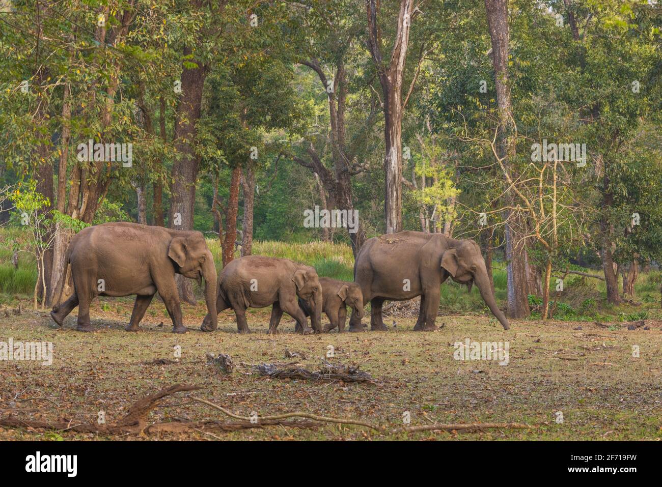 Wilde Elefantenherde im Nagarhole-Nationalpark (Karnataka, Indien) Stockfoto