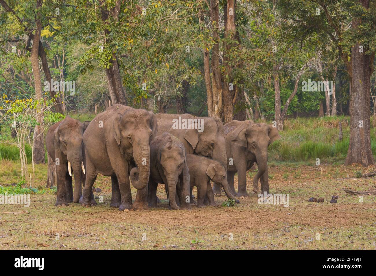 Wilde Elefantenherde im Nagarhole-Nationalpark (Karnataka, Indien) Stockfoto