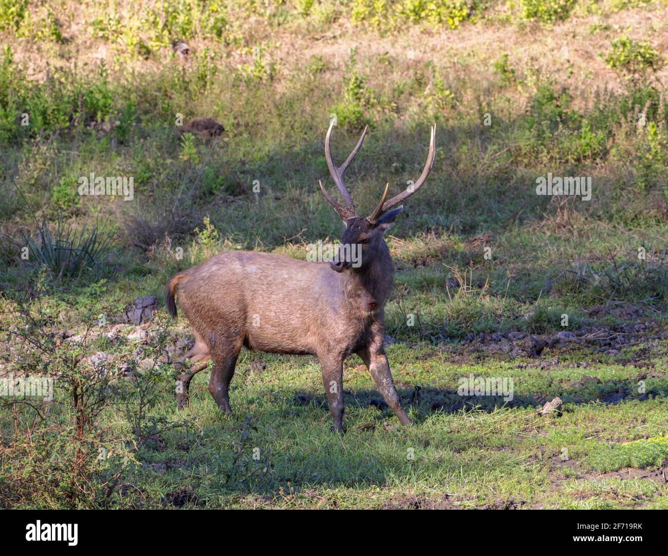 Ein Sambar-Hirn auf der Nahrungssuche in einem offenen Fleck des Nagarhole-Nationalparks (Karnataka, Indien) Stockfoto