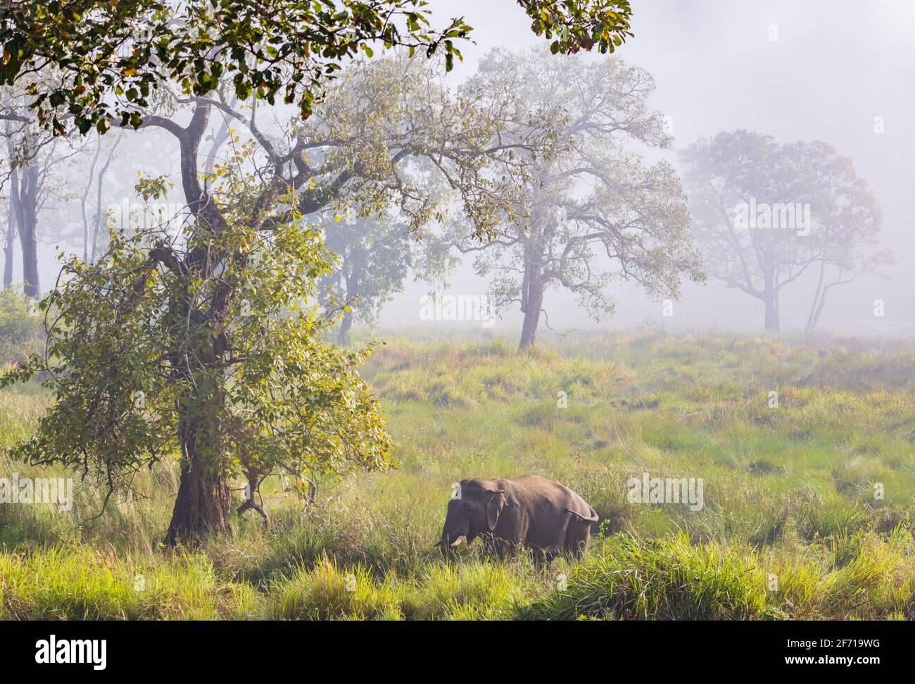 Wildelefanten grasen im Nagarhole National Park (Karnataka, Indien) Stockfoto