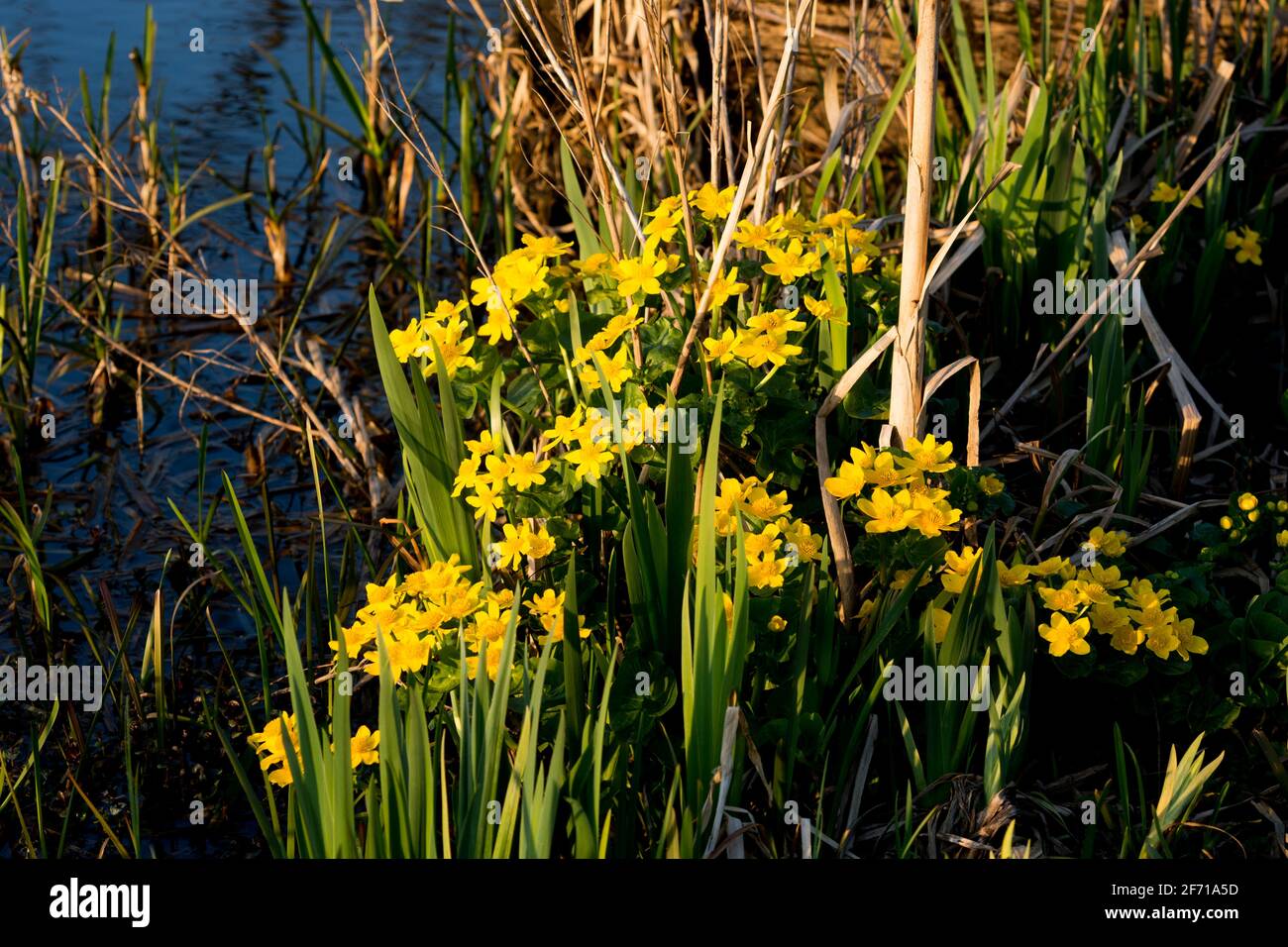 Marsh Marigolds (Caltha palustris) im Kingfisher Pool, St. Nichola Park, Warwick, Großbritannien Stockfoto