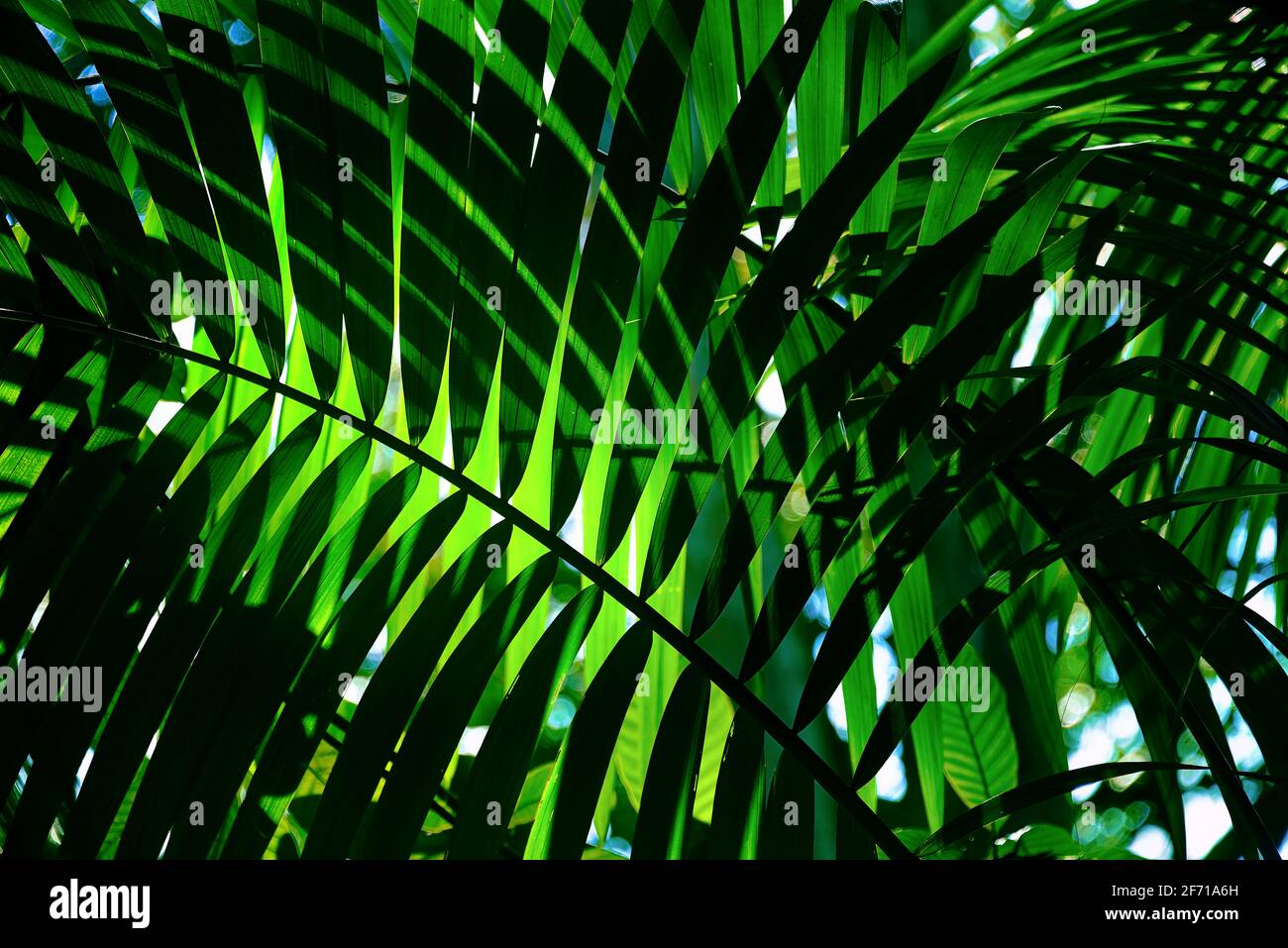 Dschungel Licht, Töne und Texturen auf einem Hain von tropischen Palmen in einer Ecke des Botanischen Gartens, Singapur als natürlichen Hintergrund Stockfoto