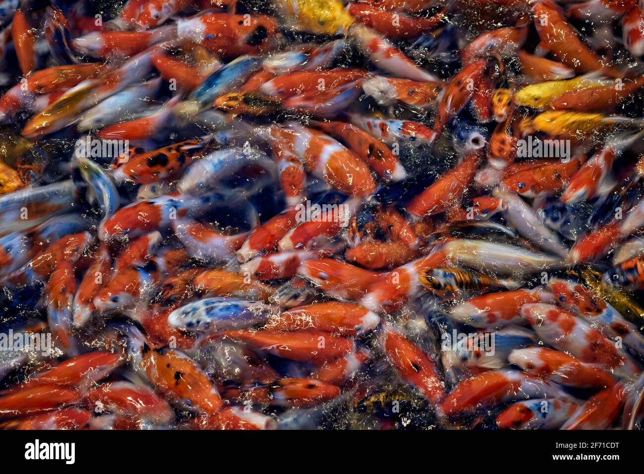 Fischfütterung Raserei - Koi Karpfen erzeugt Unschärfen und Bewegung wirbelnde Aktion während der Konkurrenz um Nahrung. Stockfoto