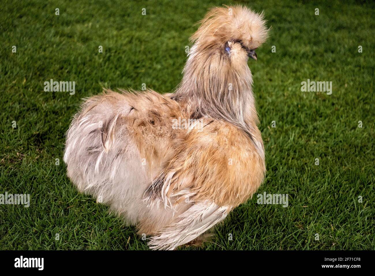 Silkie Chicken ist auch als chinesisches Seidenhühnchen bekannt Stockfoto