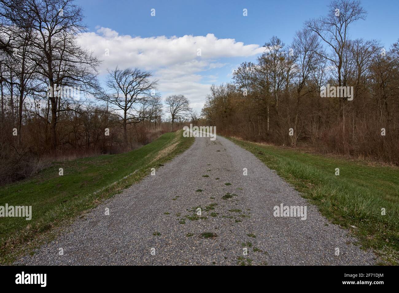 Lange Schotterstraße durch den Wald an einem sonnigen Tag mit blauem Himmel. In den Rheinauen Feuchtgebieten in Plittersdorf, Deutschland Stockfoto