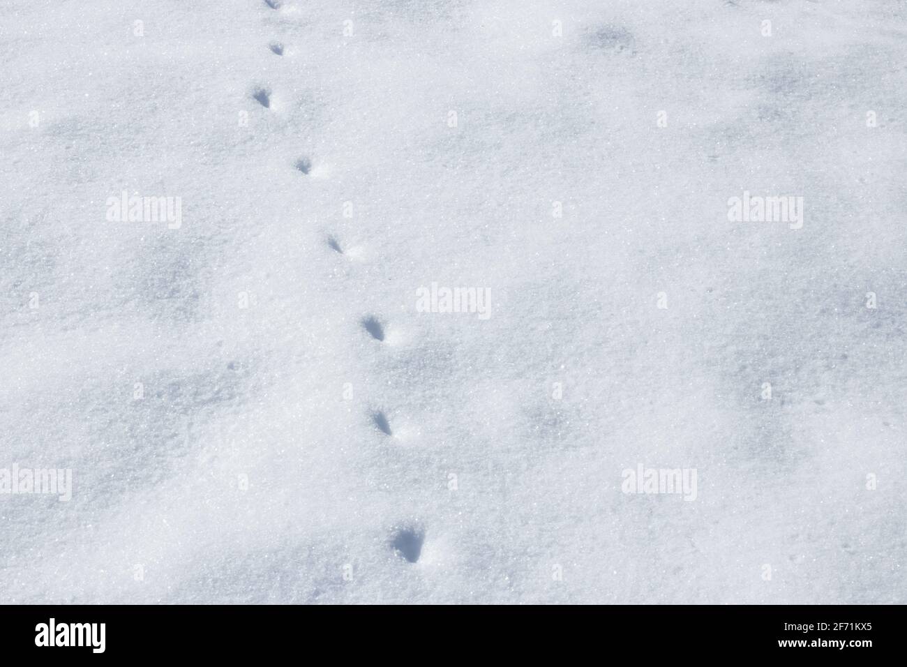 Frische Tierspuren auf weißem Schnee. Stockfoto