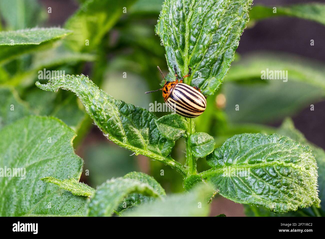 Zehnsäumiger Kartoffelkäfer auf grünem Blatt einer Kartoffel, Stockfoto