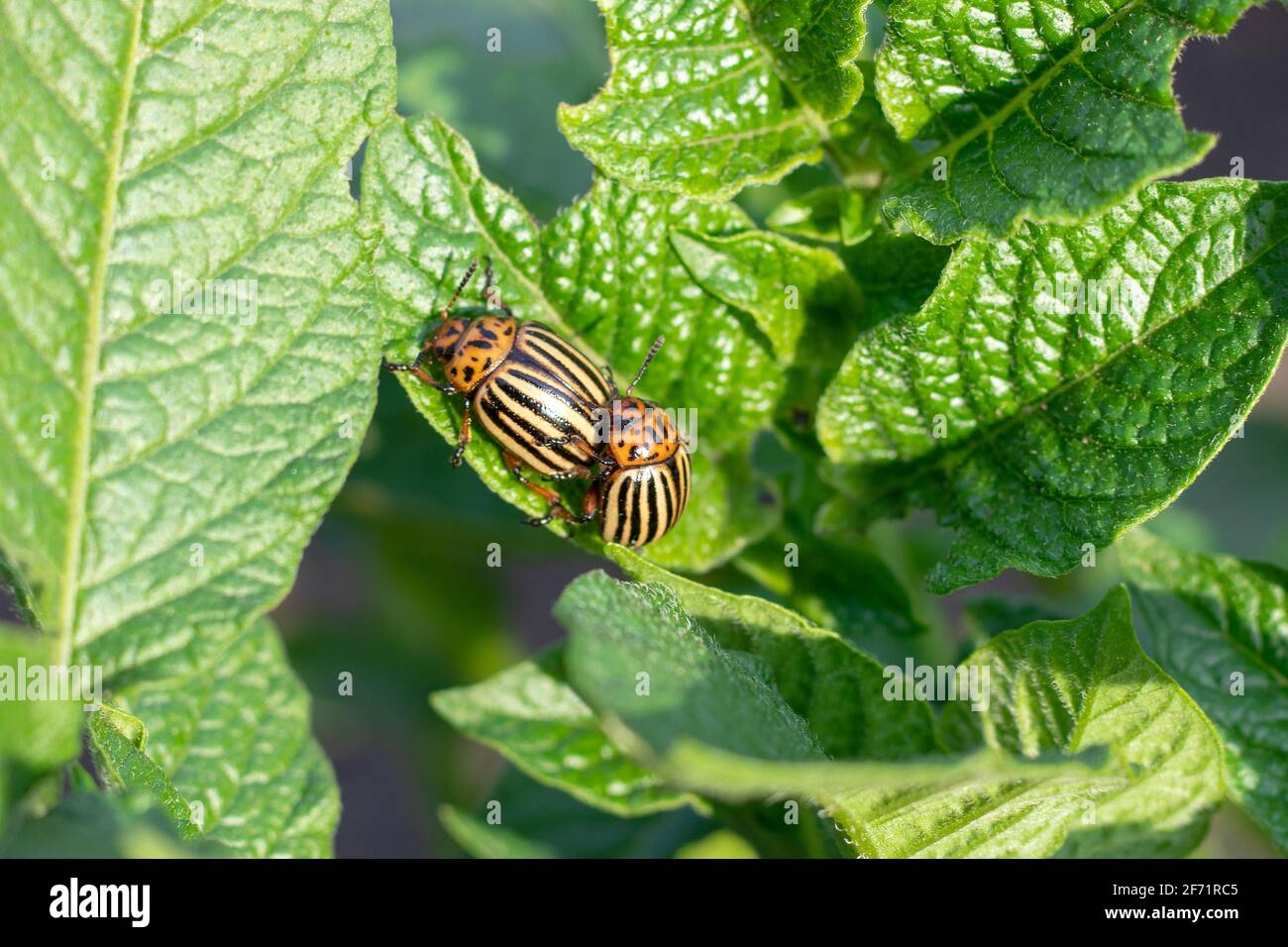 Zehnsäumiger Kartoffelkäfer auf grünem Blatt einer Kartoffel, Stockfoto