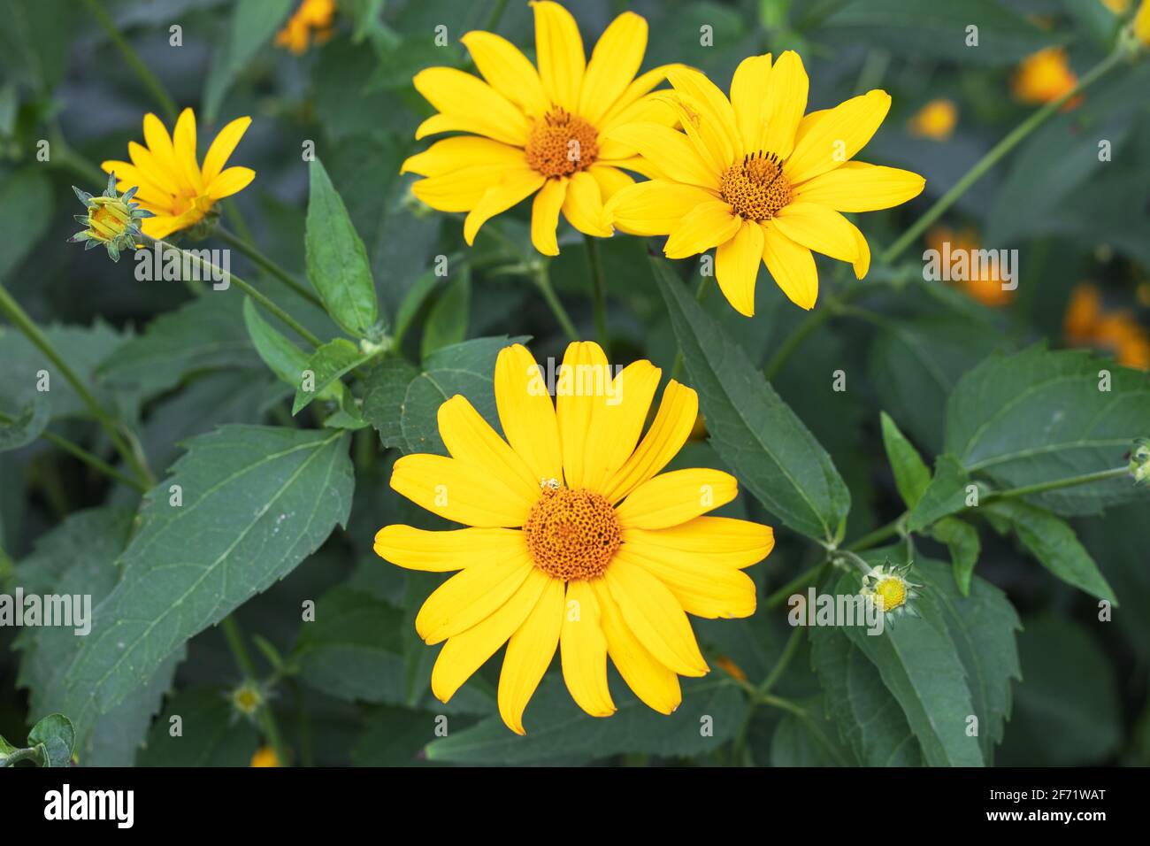 Im Frühling blüht Doronicum gelb im Garten. Stockfoto