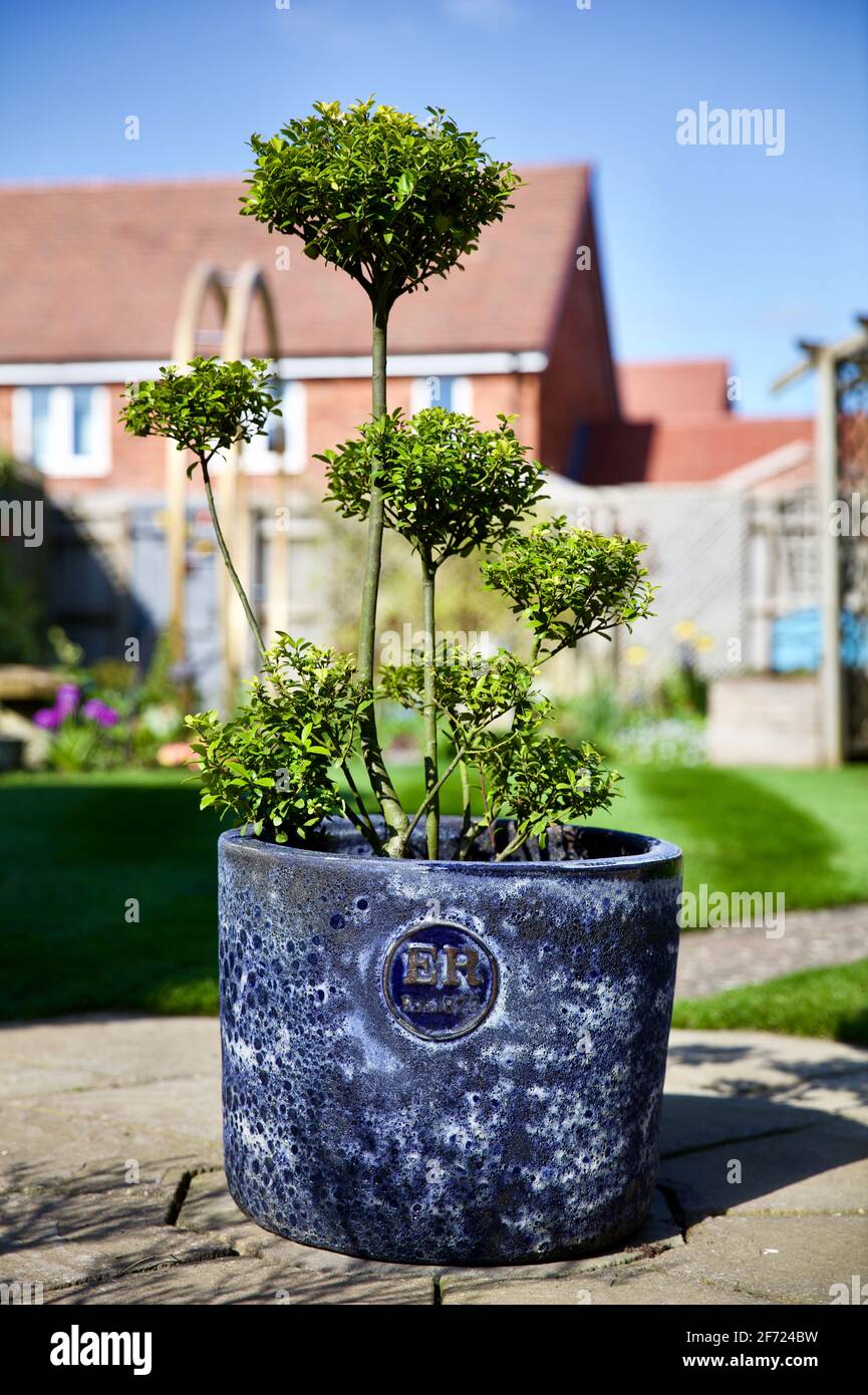 Japanischer Stechpalme Ilex Impala in einem Errington Reay & Co Lapis-Pflanzgefäß Stockfoto