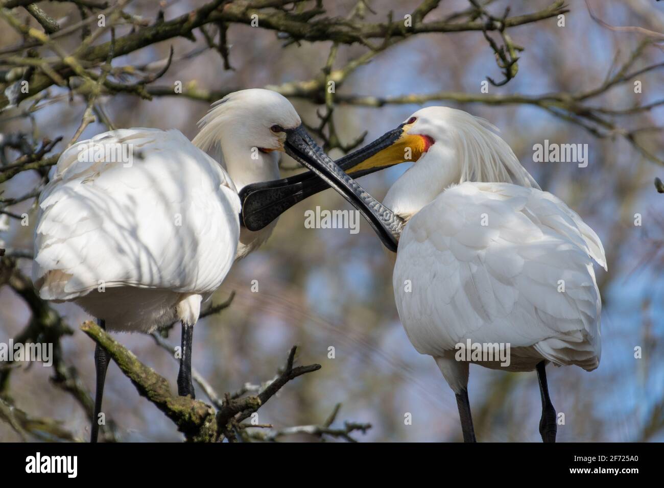 Zwei eurasische Löffler (Platalea leucorodia) reinigen sich verliebt die Federn. Stockfoto