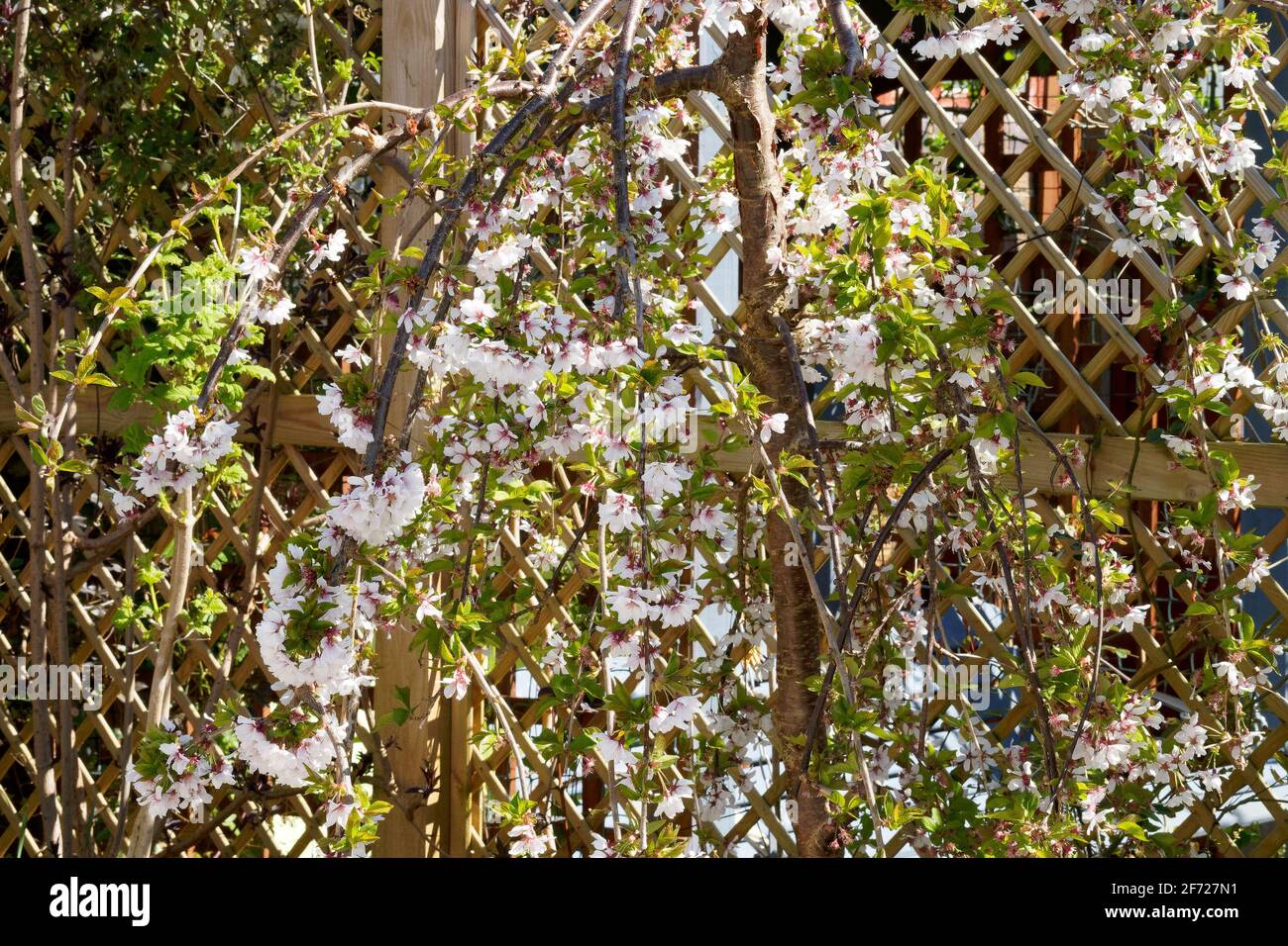 Weißer weinender Kirschbaum beginnt im Frühjahr zu blühen Stockfoto