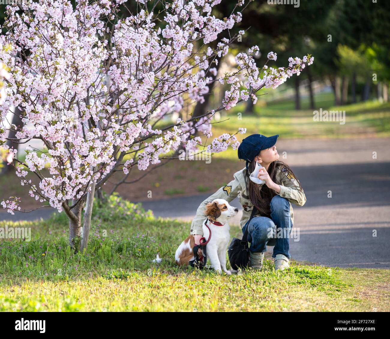 Die Frühlings-Sakura-Blüte bringt einem Mädchen und ihrem Hund Hoffnung auf das Ende der Covid. Das junge Mädchen zieht ihre Gesichtsmaske aus, während es neben der Kirschblüte hockt. Stockfoto