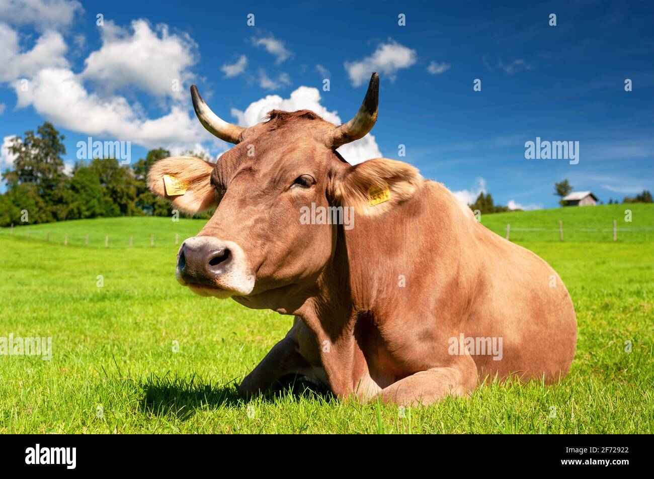 Kuh auf der Weide in den Alpen, Bayern Deutschland Stockfoto