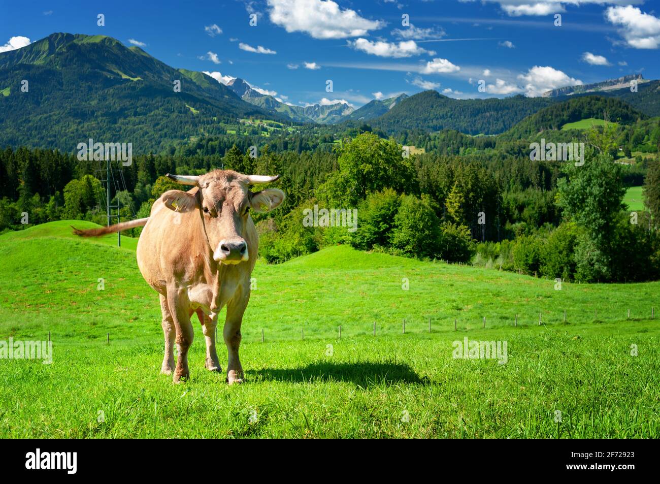 Kuh auf der Weide in den Alpen, Bayern Deutschland Stockfoto