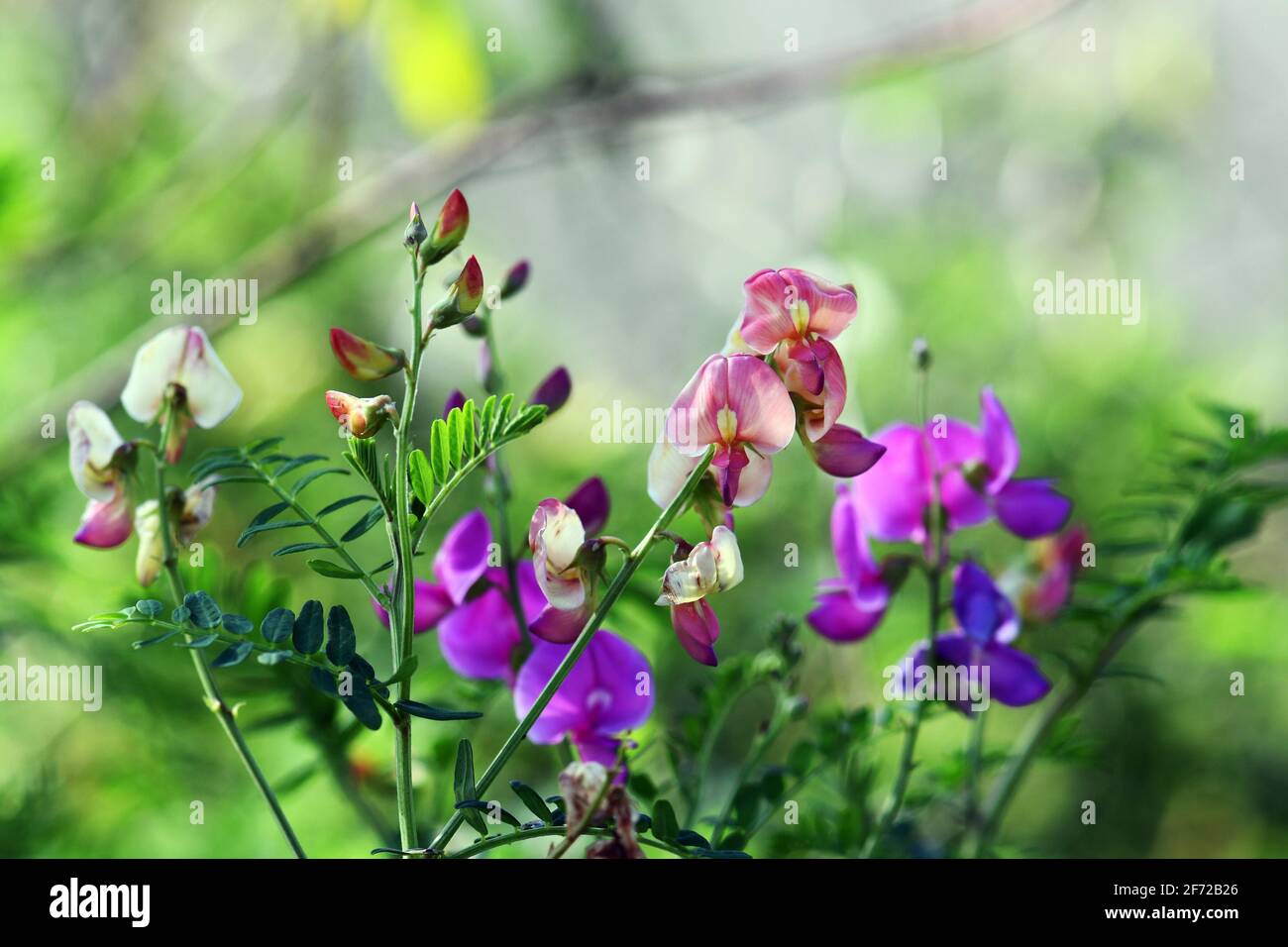 Indigo Pflanze Stockfotos und bilder Kaufen Alamy