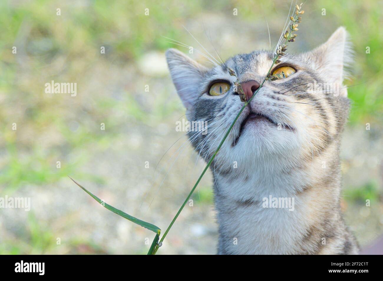 Nette Katze genießt die Natur Stockfoto