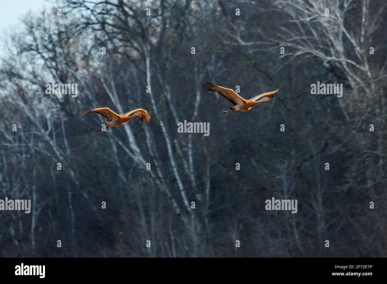 Flaps Down Trompetenschreie verkündeten ihre Ankunft auf dem Nistplatz. Diese paarigen Sandhill Cranes (Antigone canadensis) verbrachten den Tag auf der Jagd nach einem Stockfoto