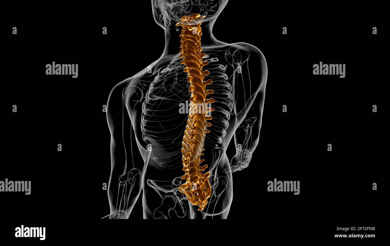 Menschliches Skelett Wirbelsäule Wirbelsäule Anatomie 3D Illustration ...