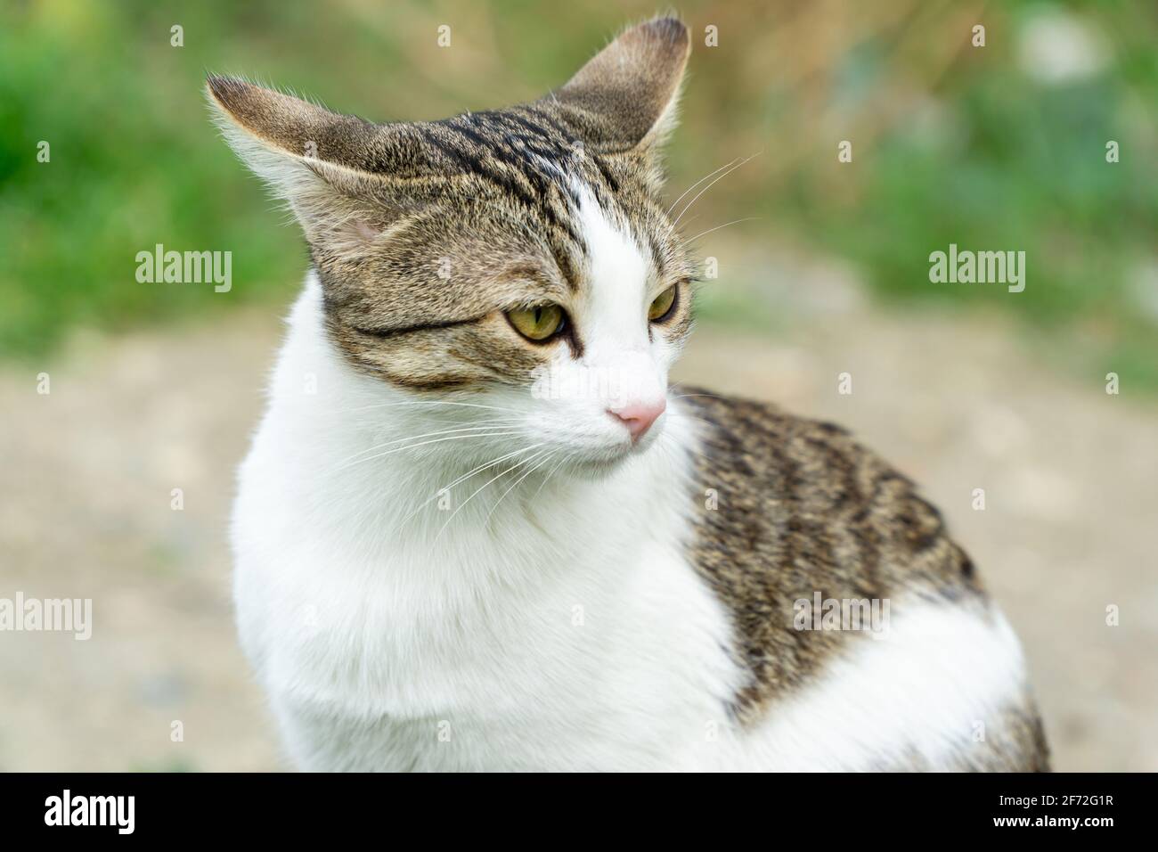 Nahaufnahme Porträt einer niedlichen Katze Stockfoto