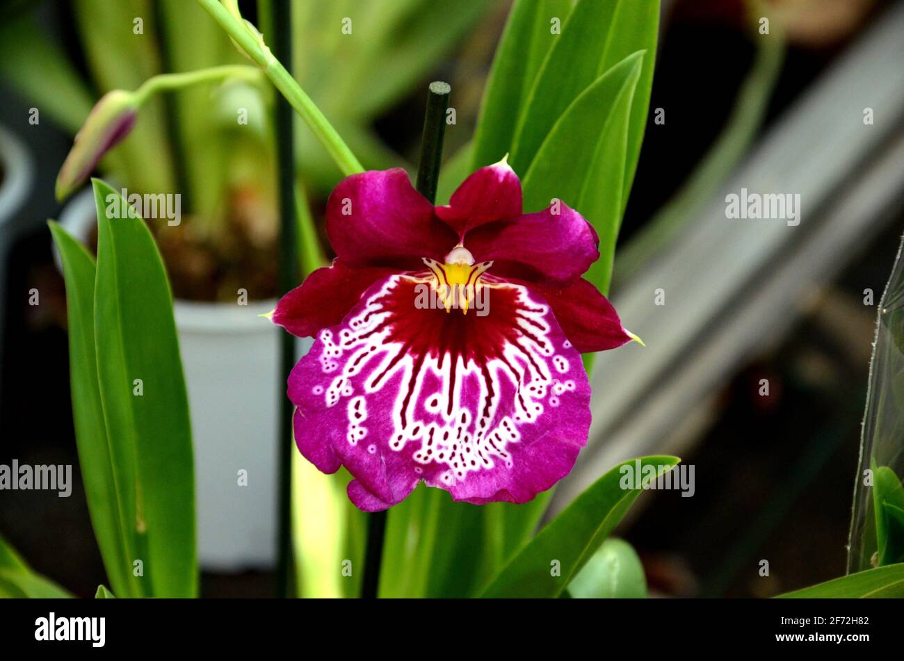 burgunder Orchidee, miltonia orchidee, miltonia Stockfoto