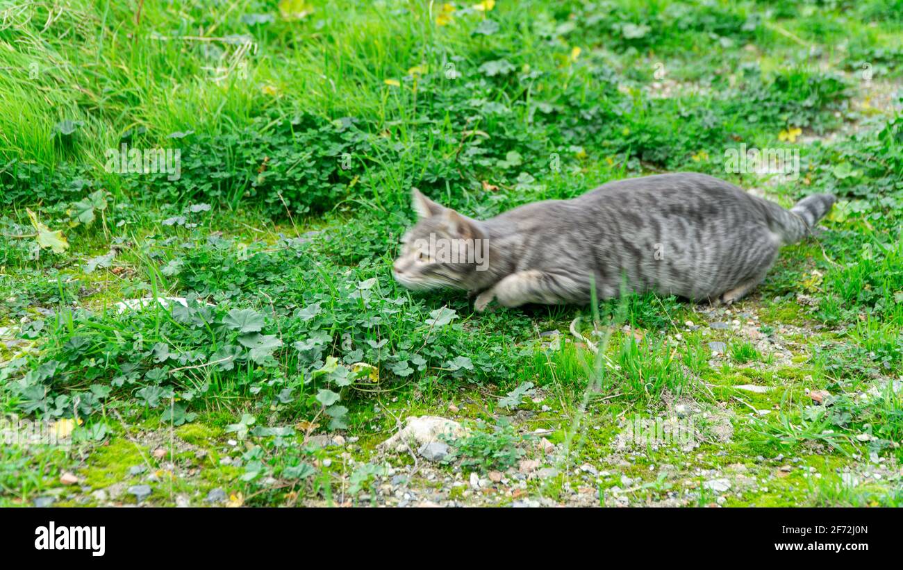 Straßenkatzenjagd Stockfoto