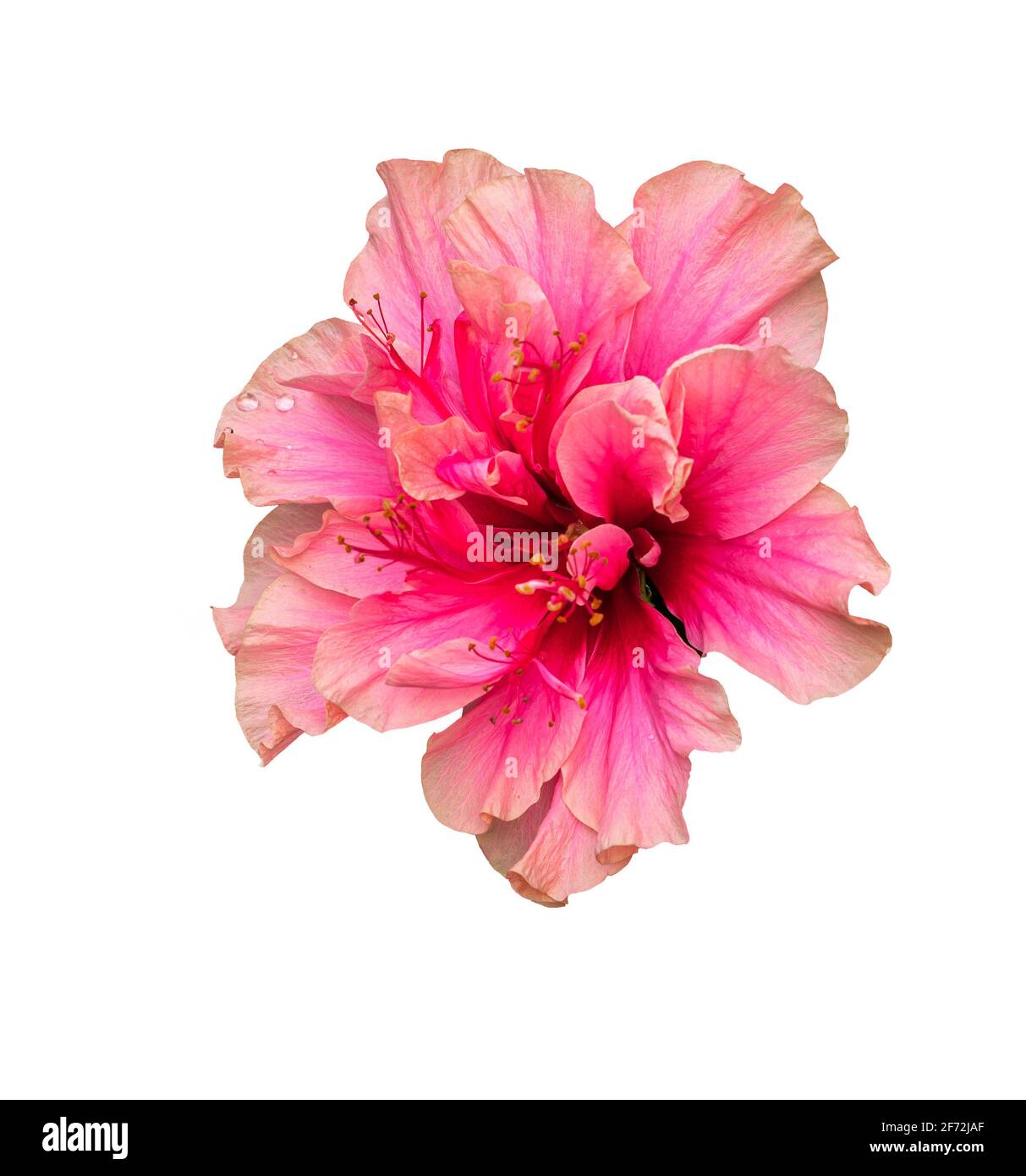 Nahaufnahme des wunderschönen Thailand Pink Hibiscus auf seinem eigenen Baum oder Chaba Soun in Thailändischer Sprache, Hintergrund der grünen Blätter, Tau auf Blumen und verlassen Stockfoto