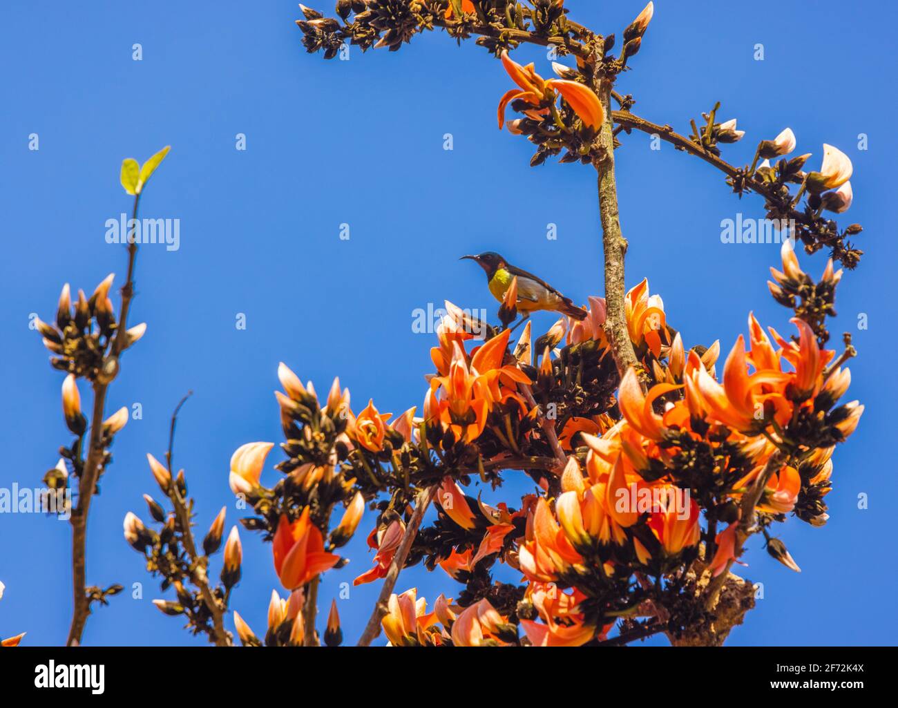 Purpurrote Sonnenvögel trinken Nektar aus der Flamme des Waldes Blume Stockfoto
