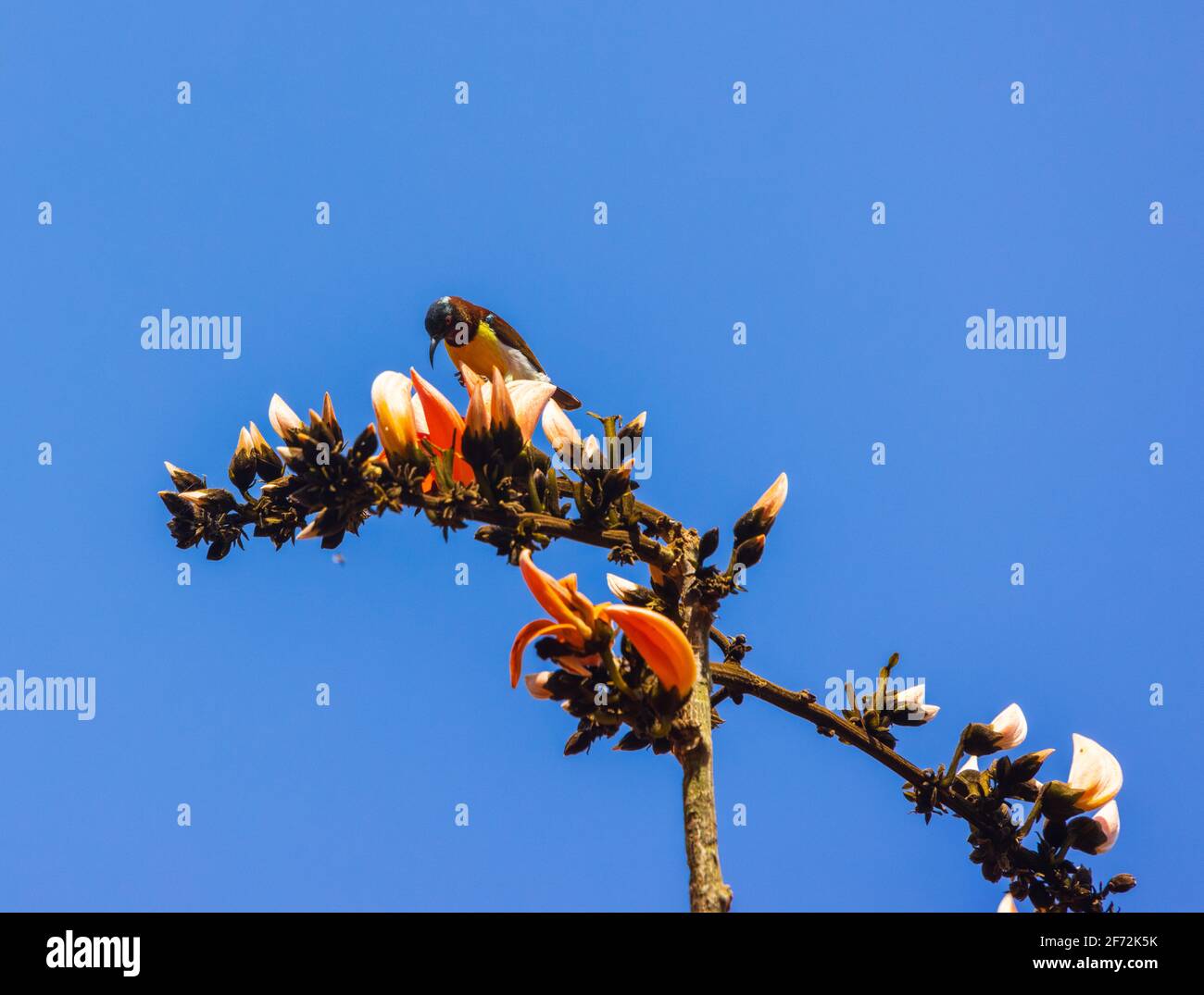 Purpurrote Sonnenvögel trinken Nektar aus der Flamme des Waldes Blume Stockfoto