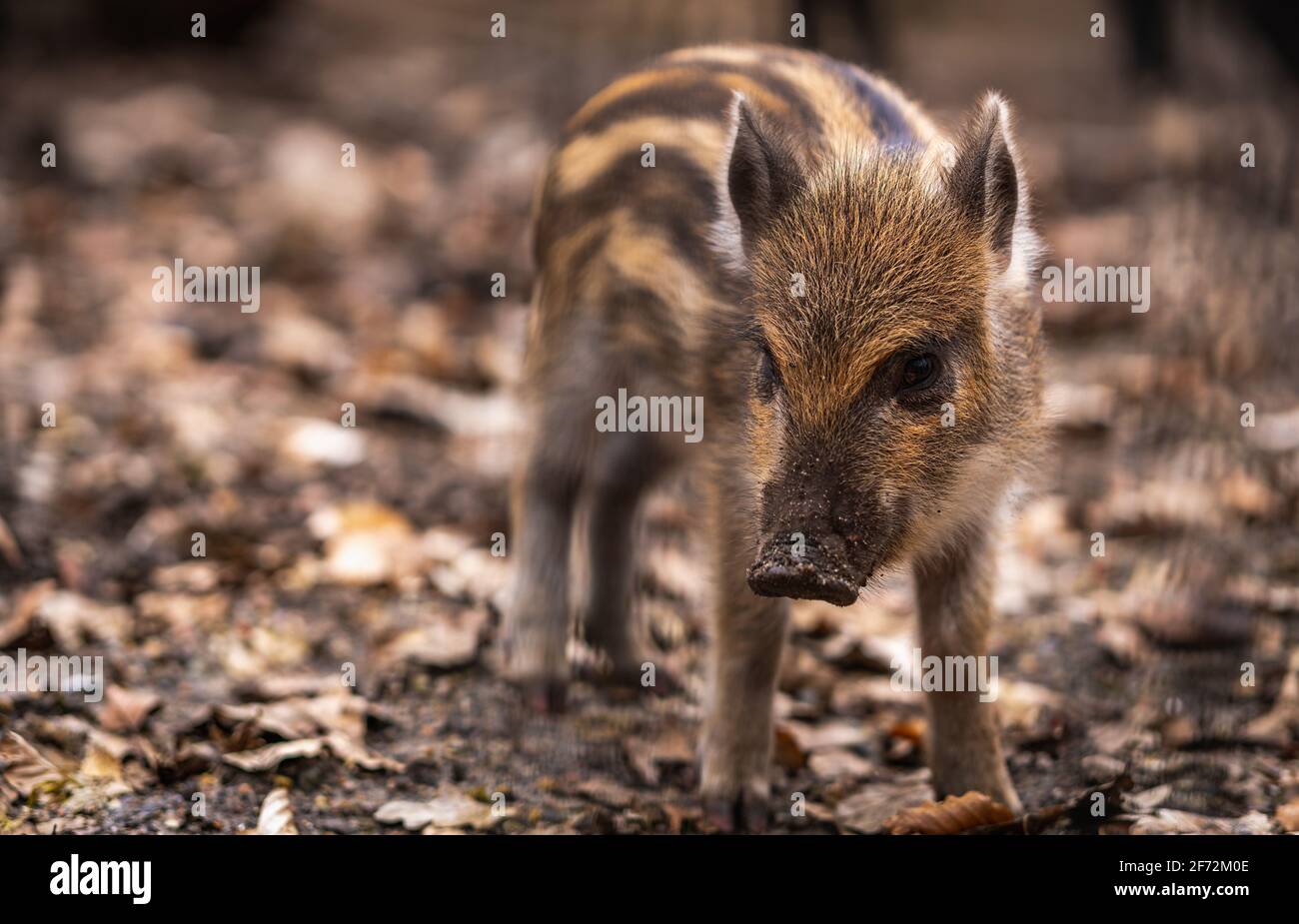 Baby Wildschwein von Blättern umgeben Nahaufnahme Porträt Stockfoto