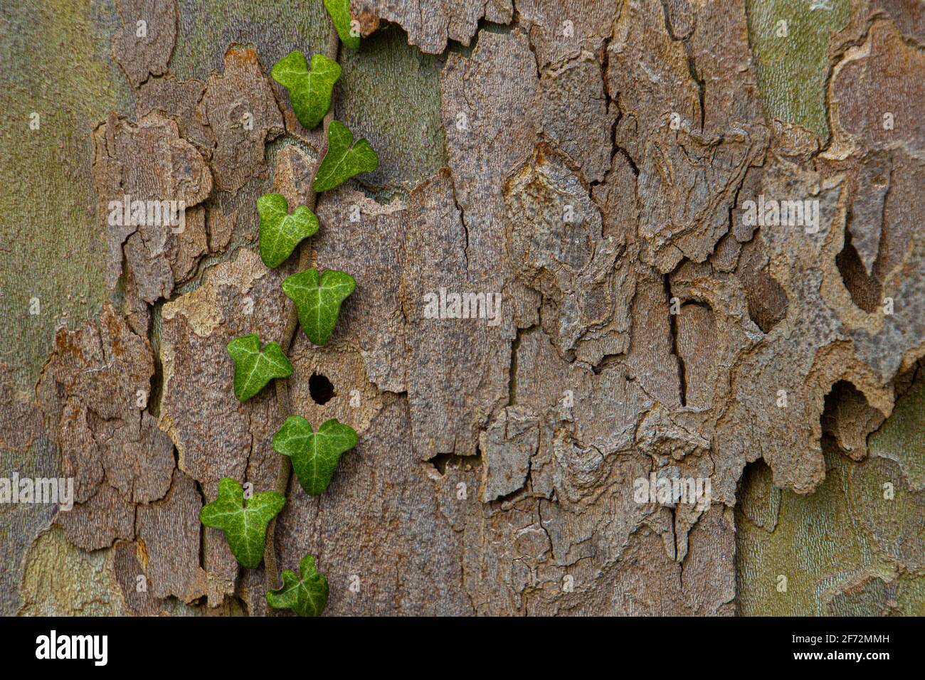 Platanus acerifolia rinde detail -Fotos und -Bildmaterial in hoher ...